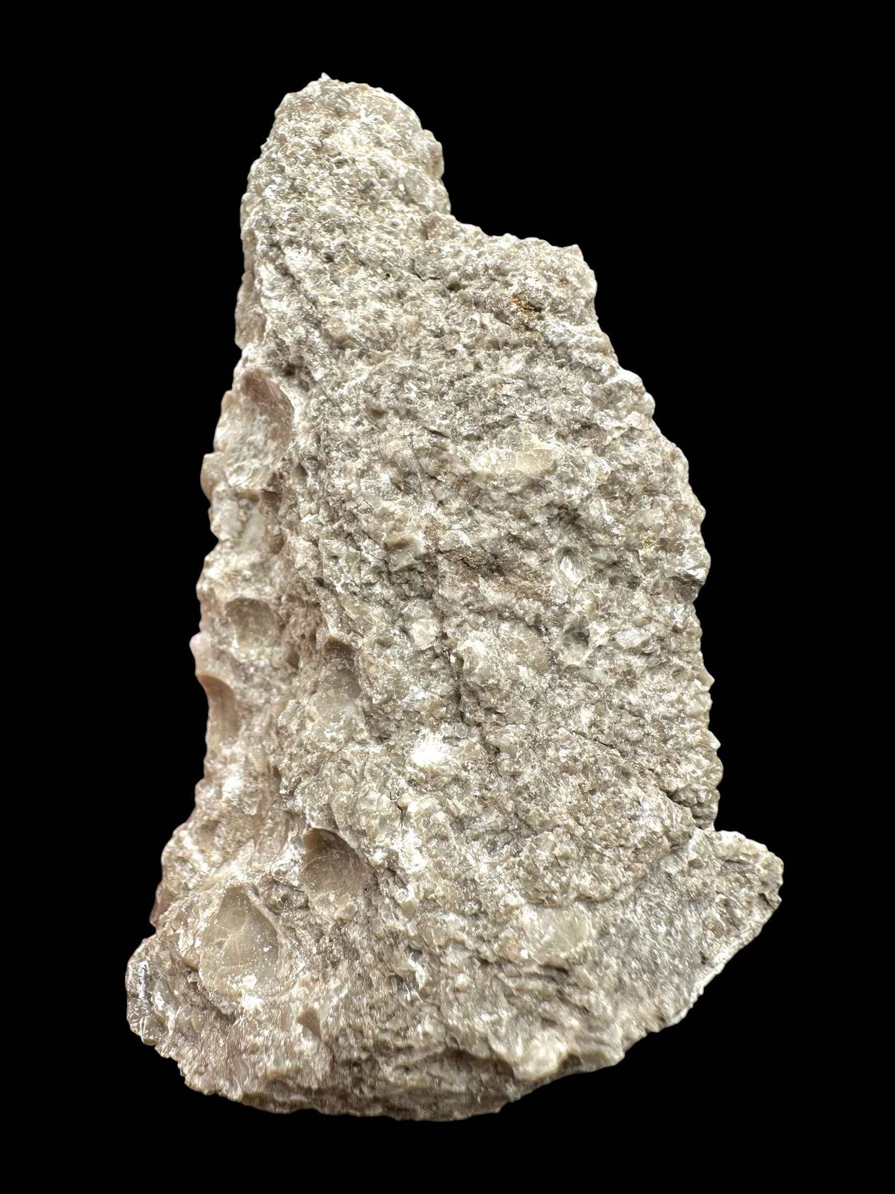 Brachiopoda Atrypoidea linguata – Kosov Quarry, Czech Republic - RM008