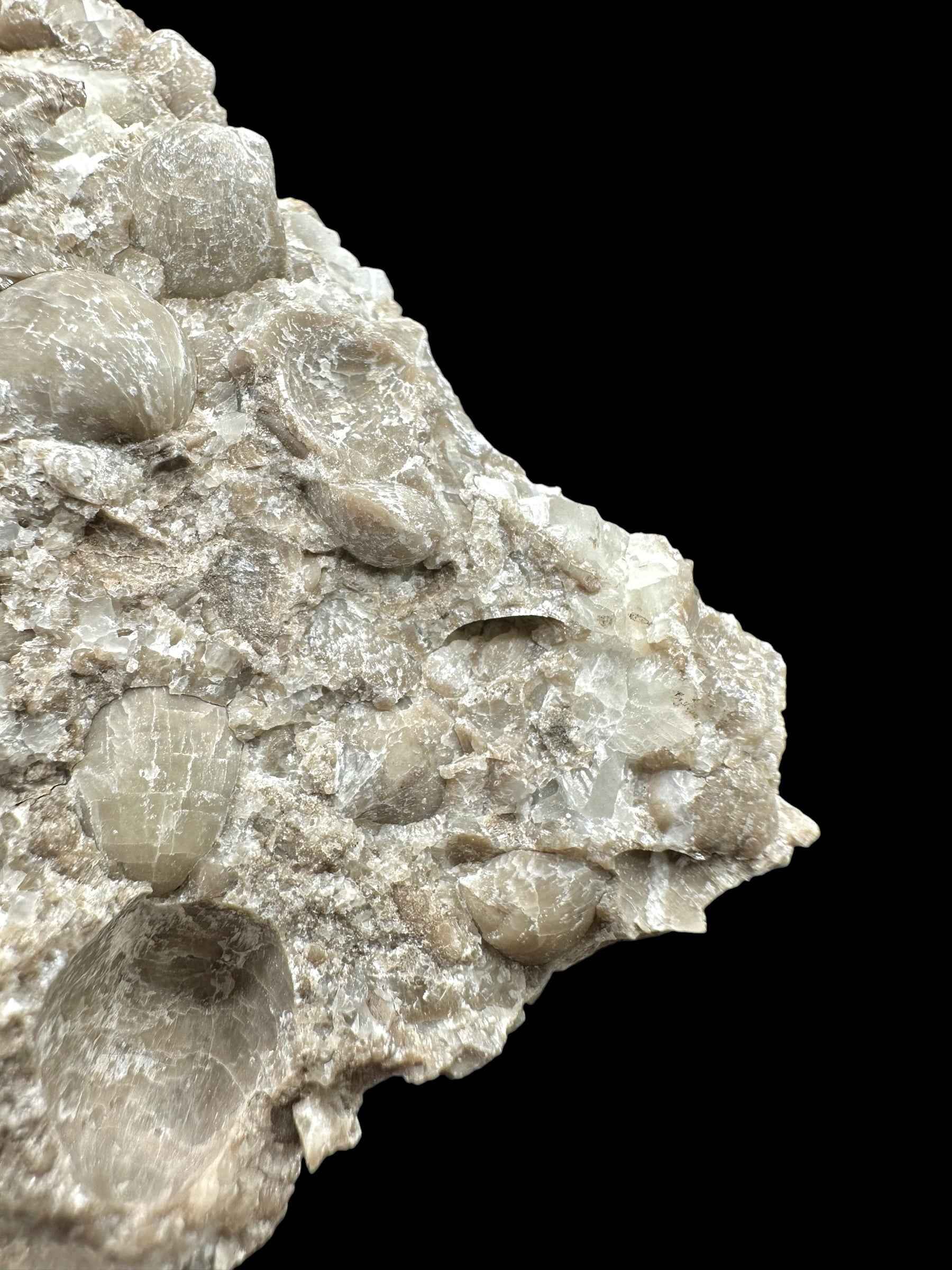 Brachiopoda Atrypoidea linguata – Kosov Quarry, Czech Republic - RM008