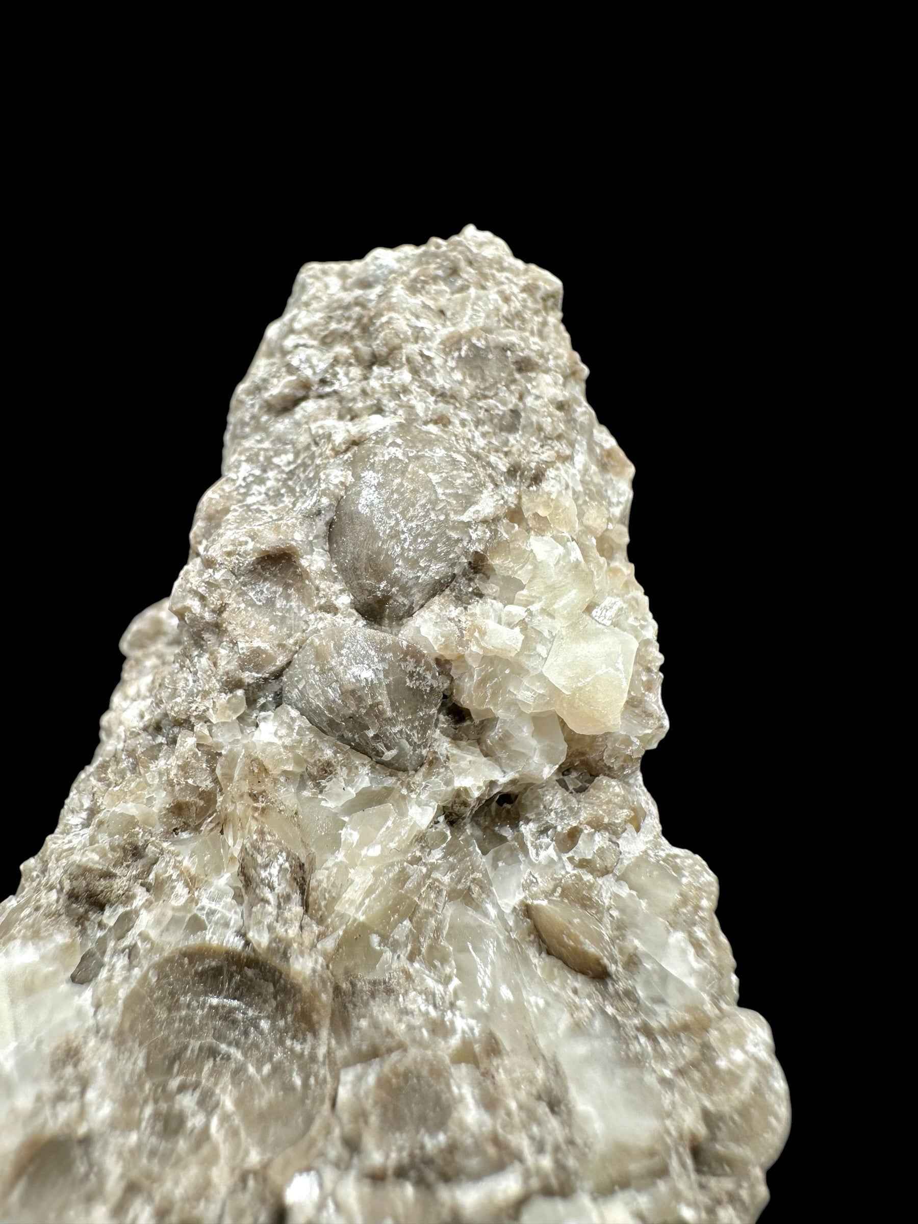Brachiopoda Atrypoidea linguata – Kosov Quarry, Czech Republic - RM008
