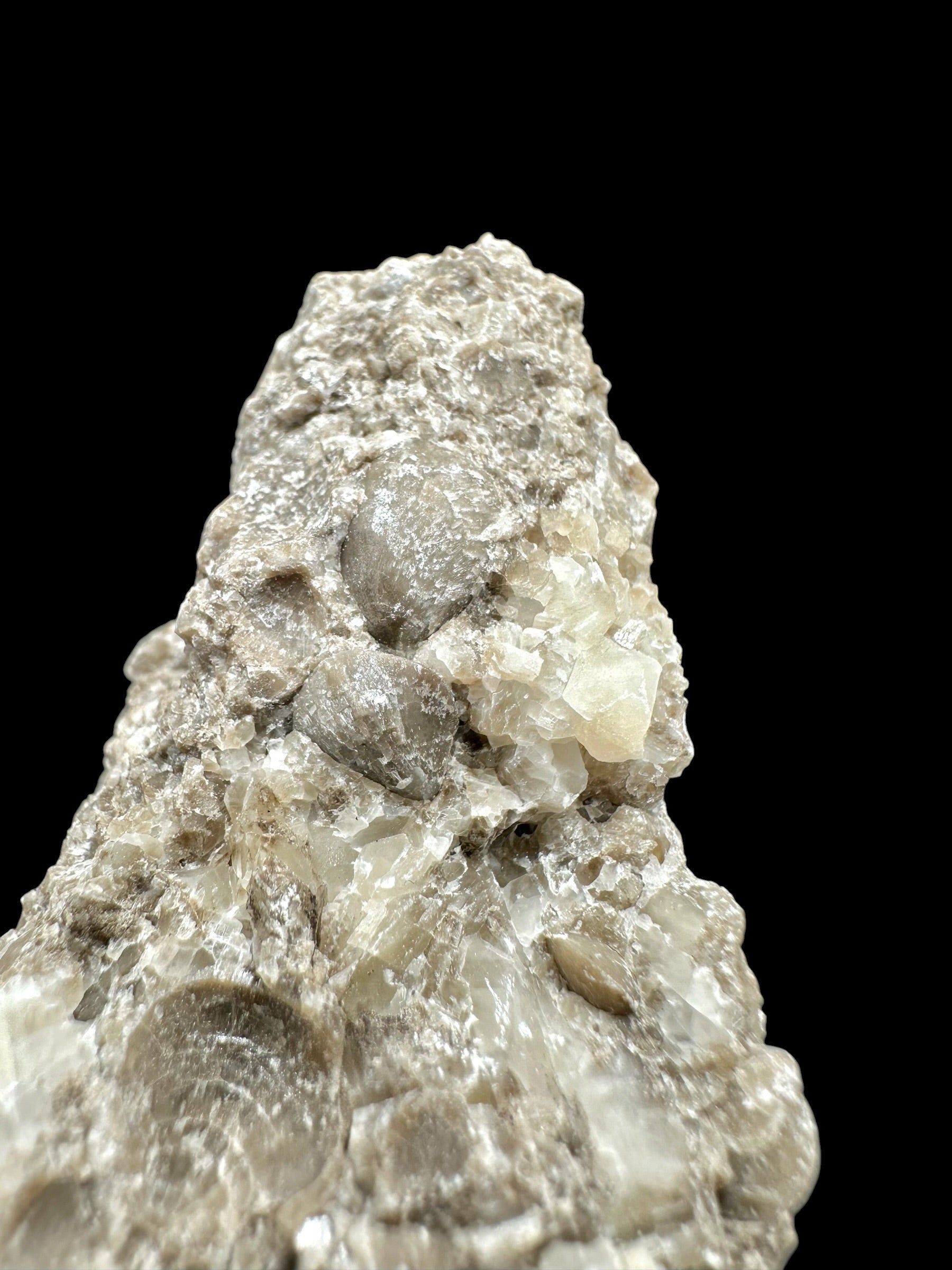 Brachiopoda Atrypoidea linguata – Kosov Quarry, Czech Republic - RM008