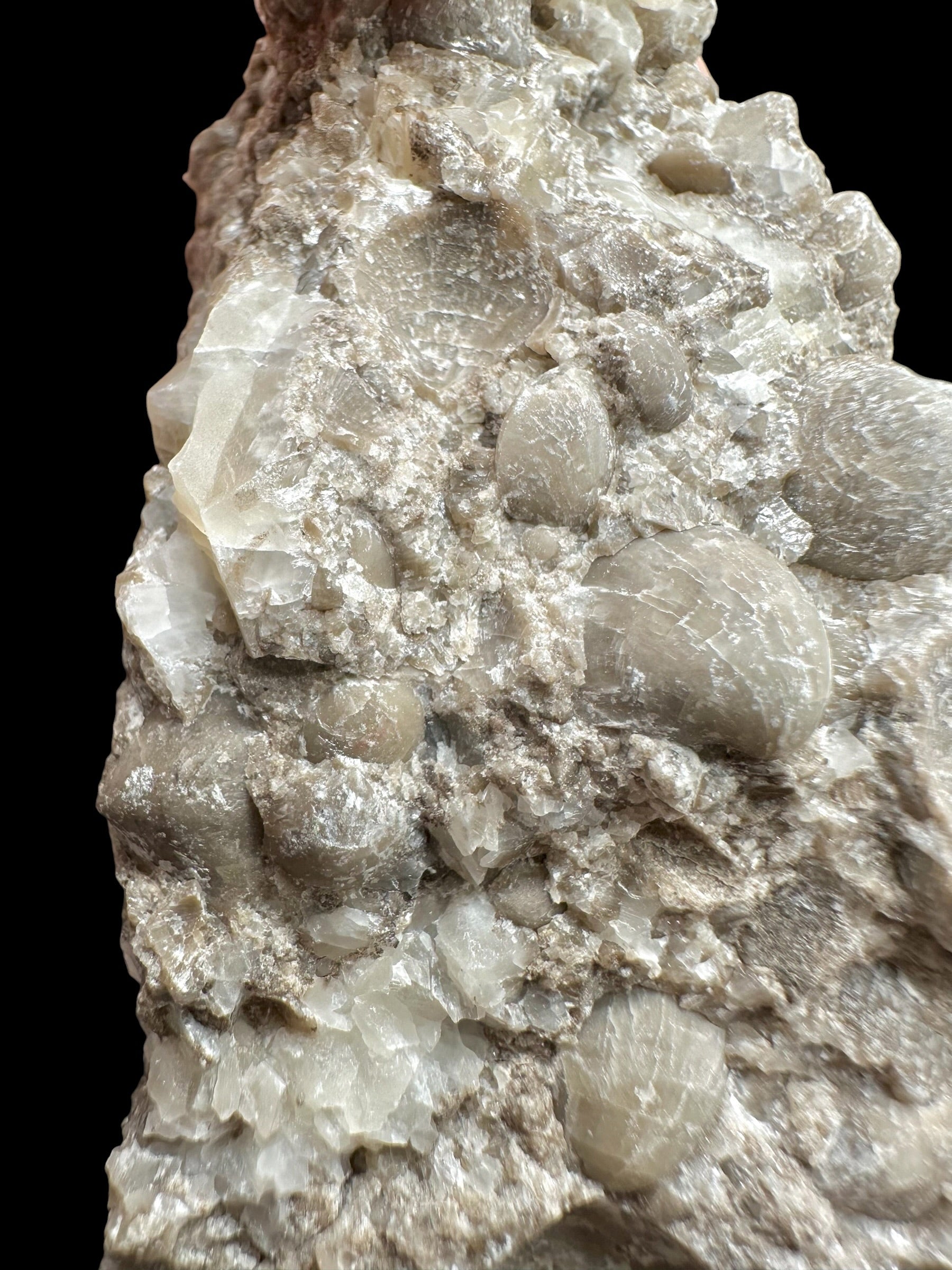 Brachiopoda Atrypoidea linguata – Kosov Quarry, Czech Republic - RM008