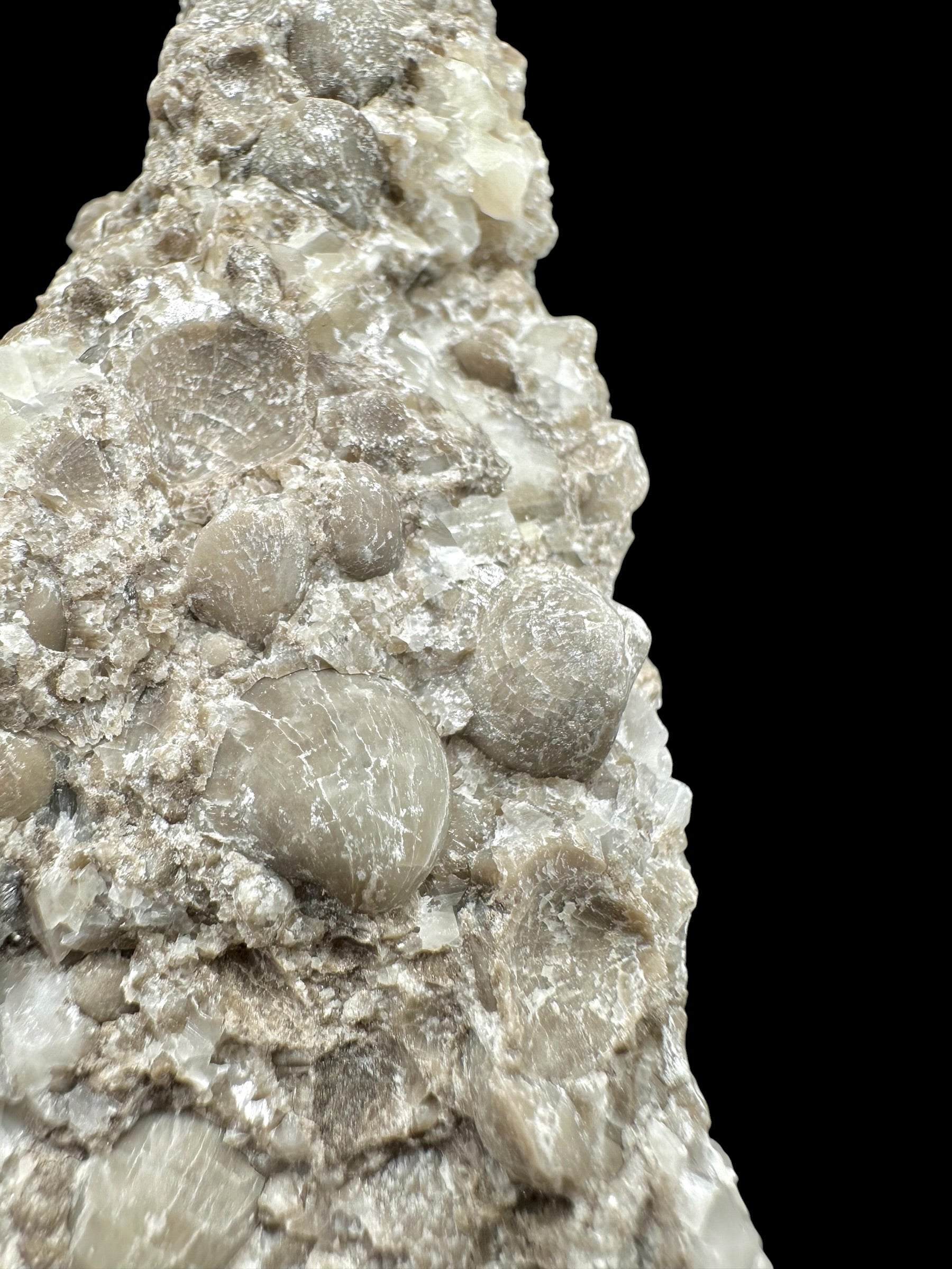Brachiopoda Atrypoidea linguata – Kosov Quarry, Czech Republic - RM008