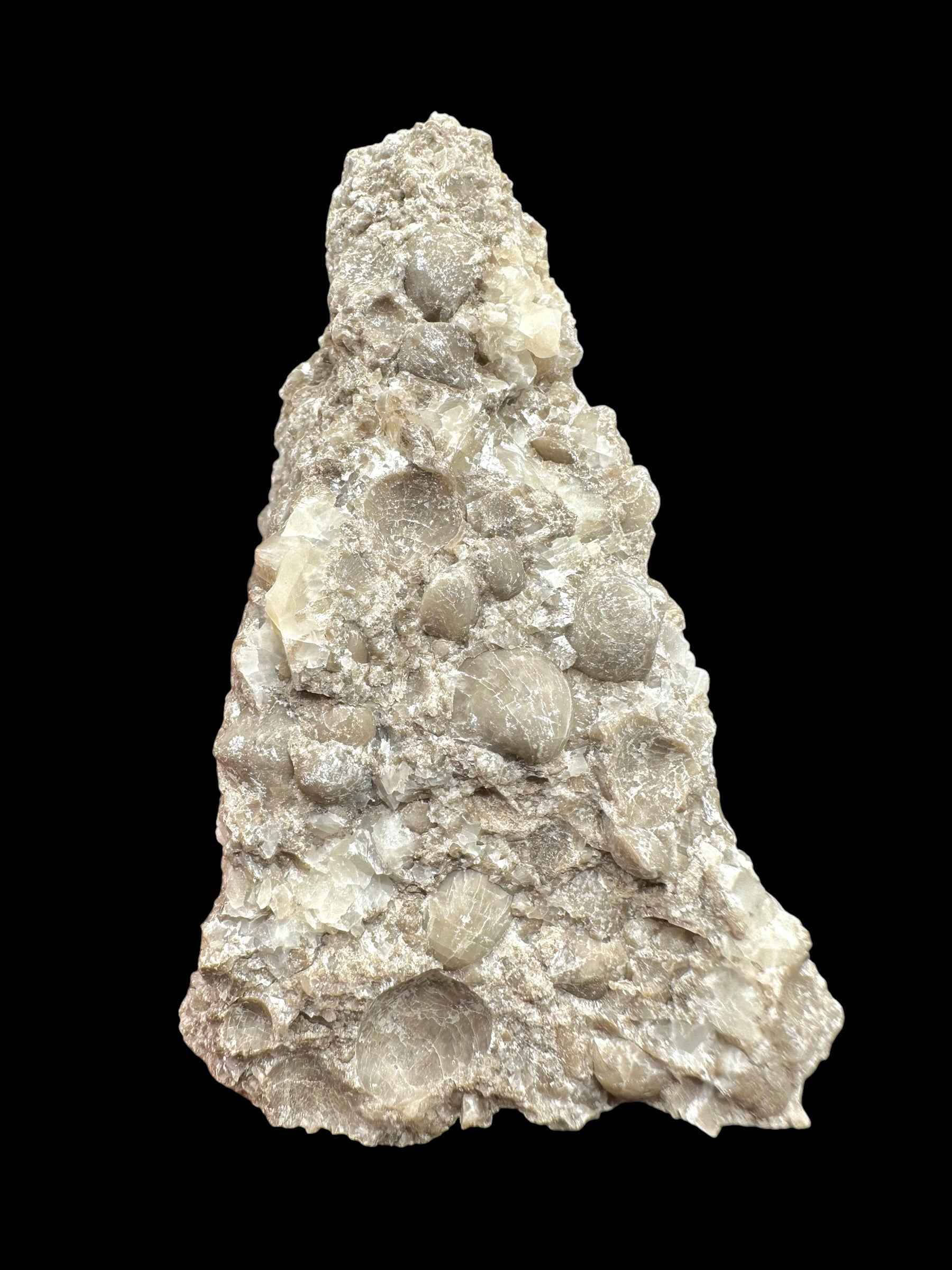 Brachiopoda Atrypoidea linguata – Kosov Quarry, Czech Republic - RM008