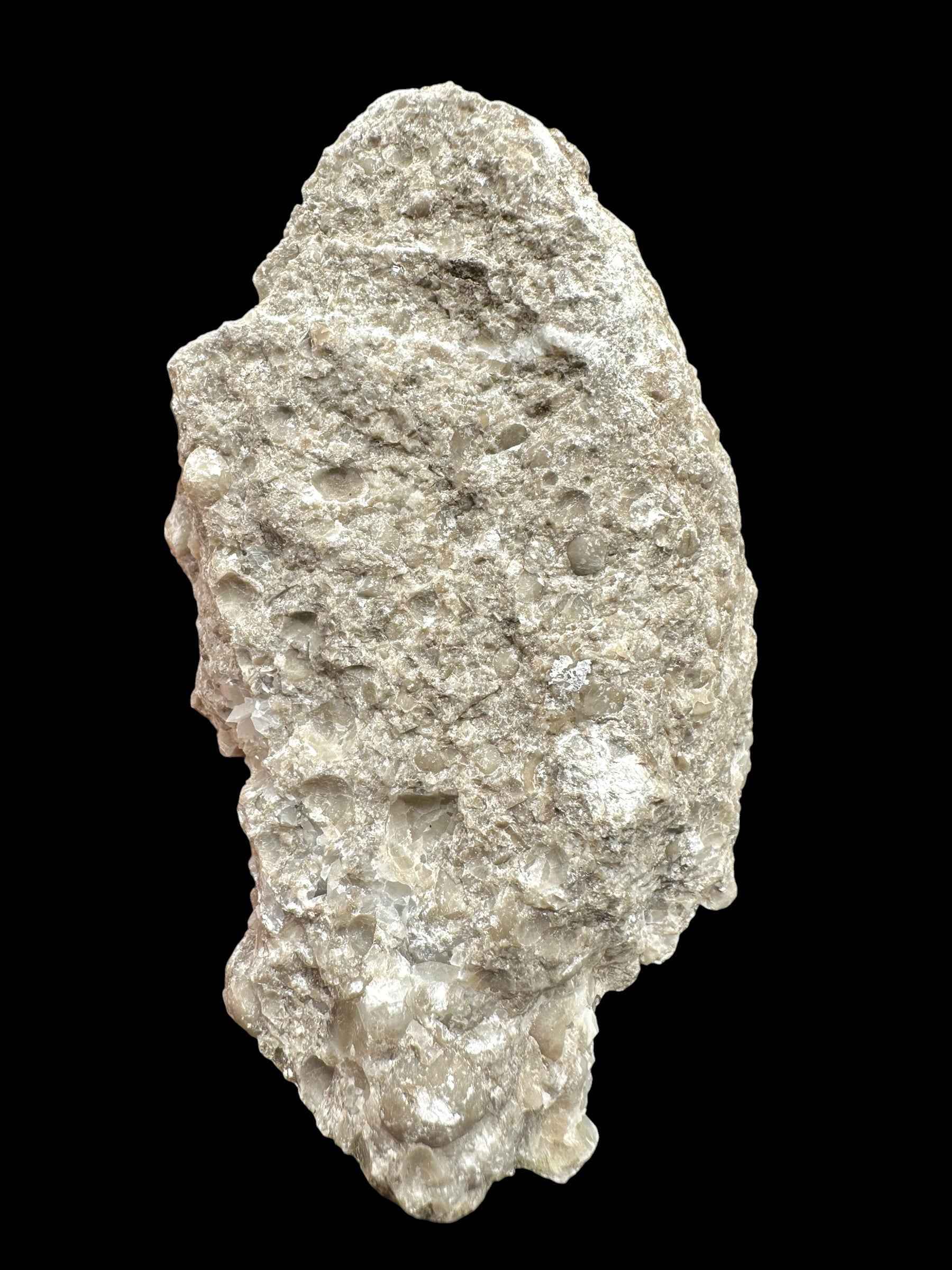 Brachiopoda Atrypoidea linguata – Kosov Quarry, Czech Republic - RM009