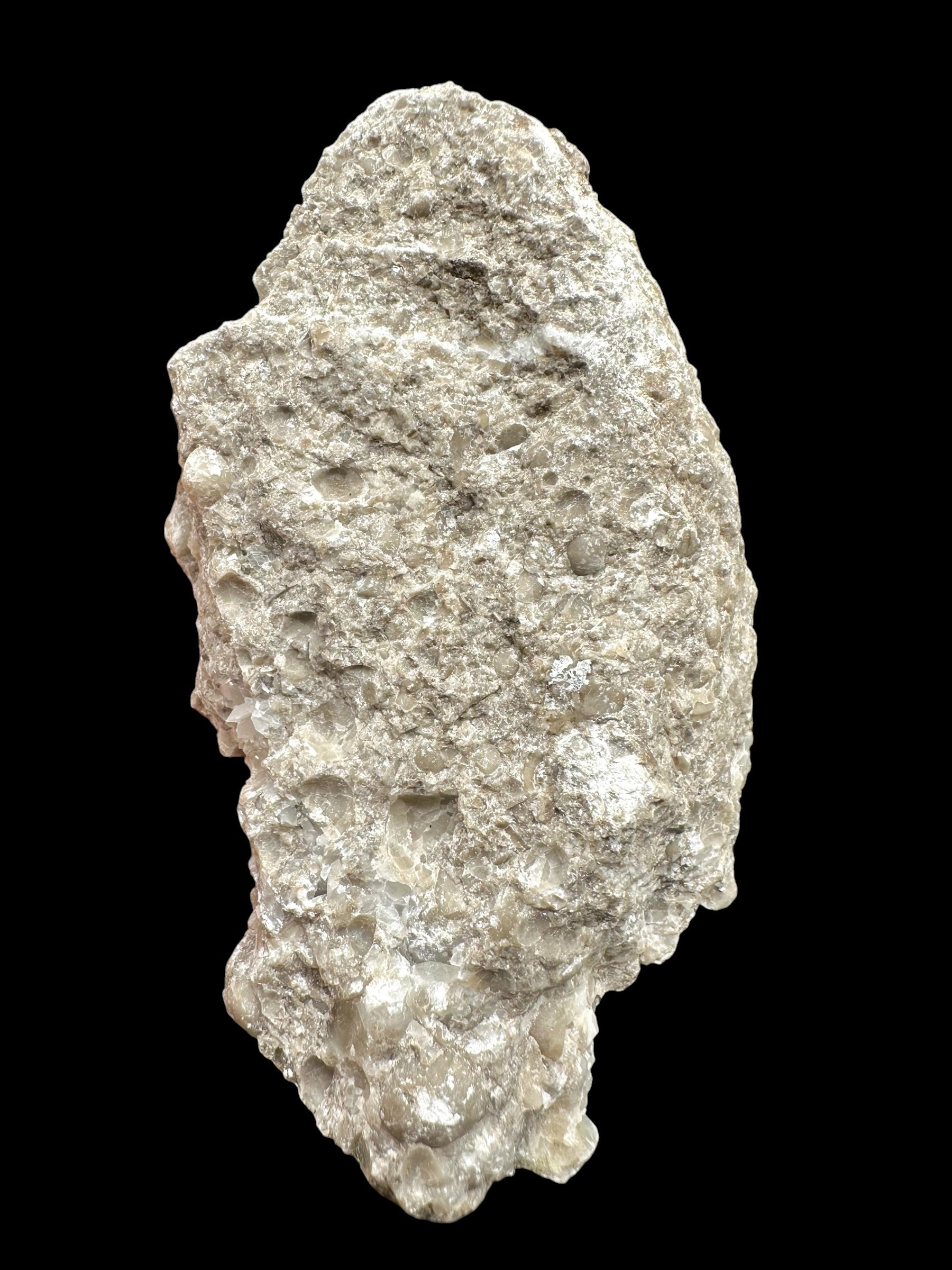 Brachiopoda Atrypoidea linguata – Kosov Quarry, Czech Republic - RM009