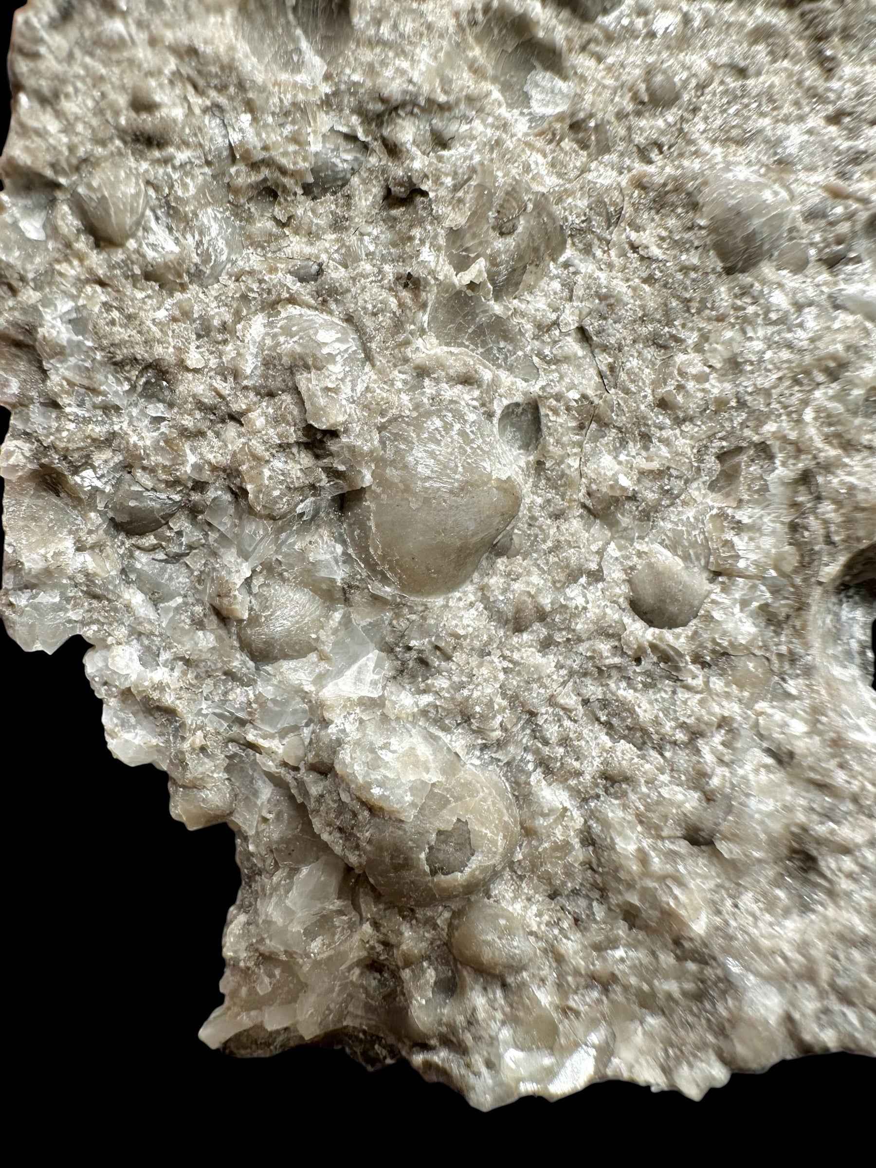 Brachiopoda Atrypoidea linguata – Kosov Quarry, Czech Republic - RM009