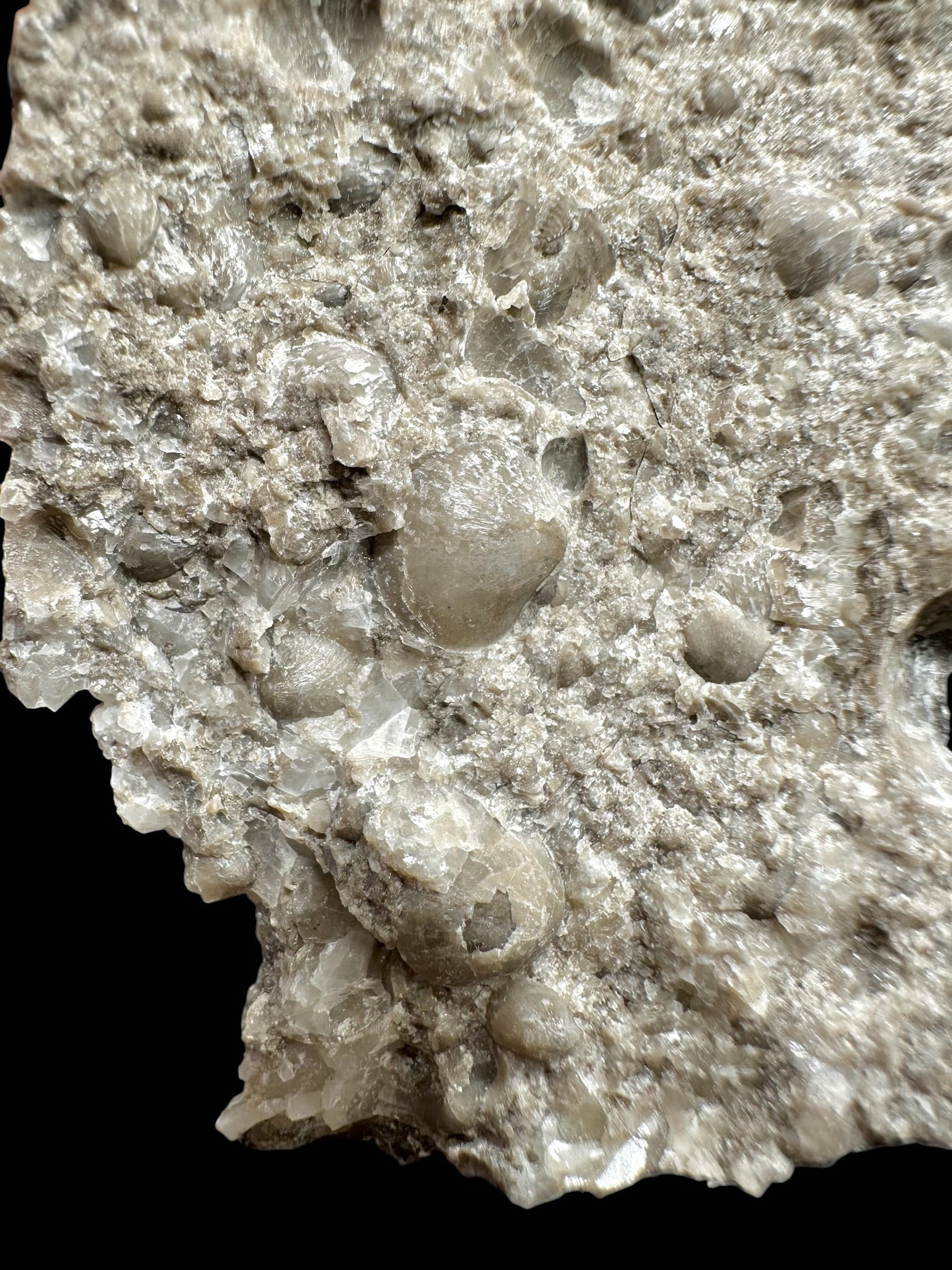 Brachiopoda Atrypoidea linguata – Kosov Quarry, Czech Republic - RM009