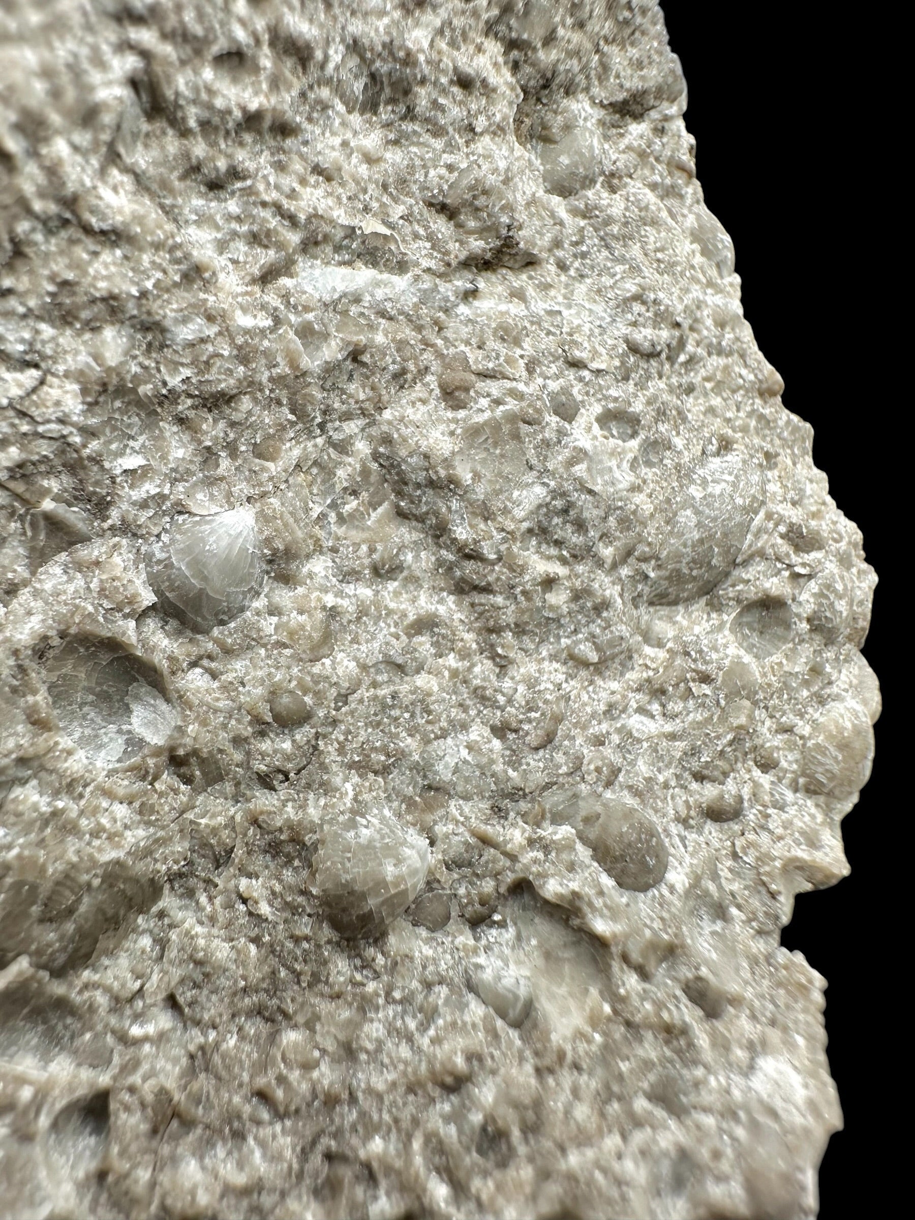 Brachiopoda Atrypoidea linguata – Kosov Quarry, Czech Republic - RM009