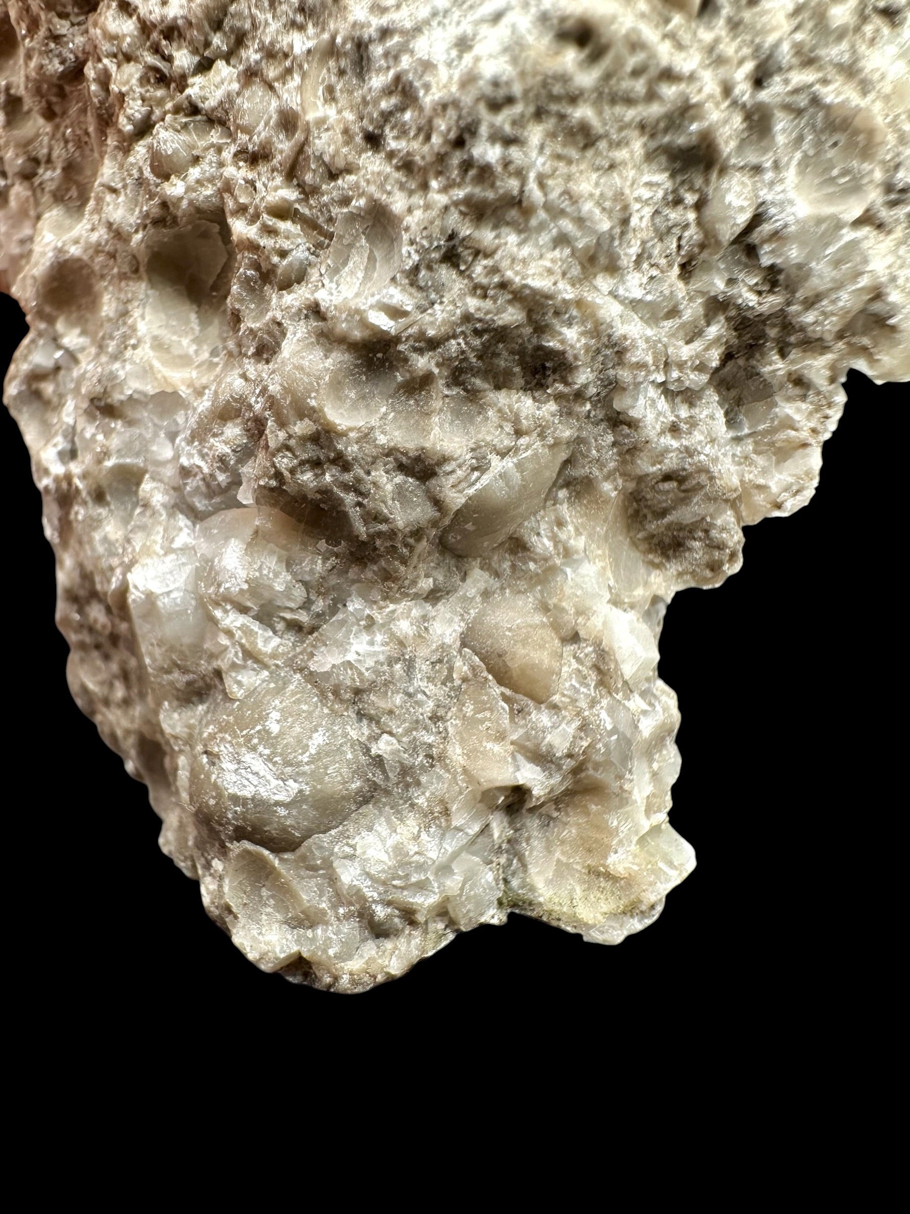 Brachiopoda Atrypoidea linguata – Kosov Quarry, Czech Republic - RM009