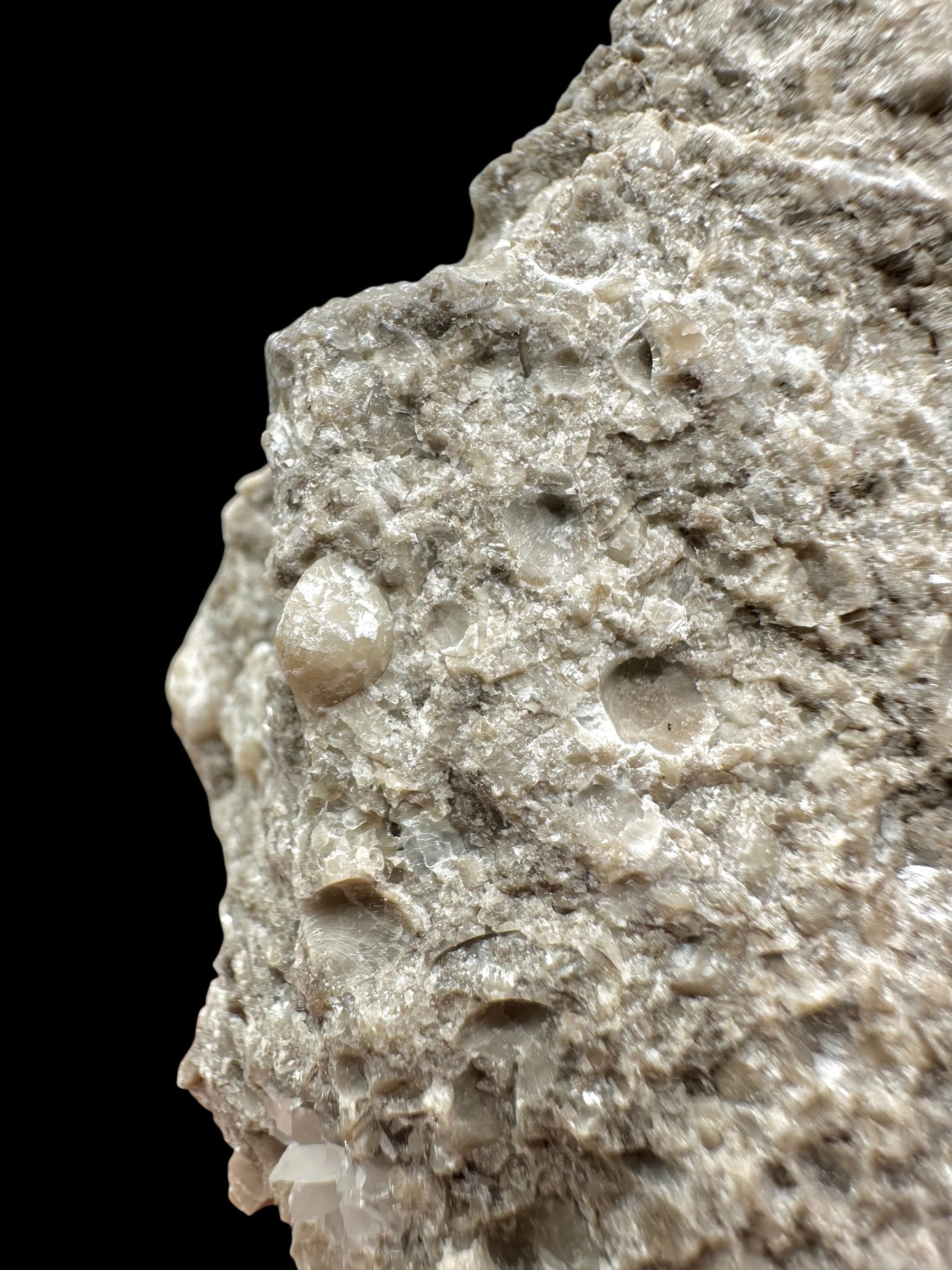 Brachiopoda Atrypoidea linguata – Kosov Quarry, Czech Republic - RM009