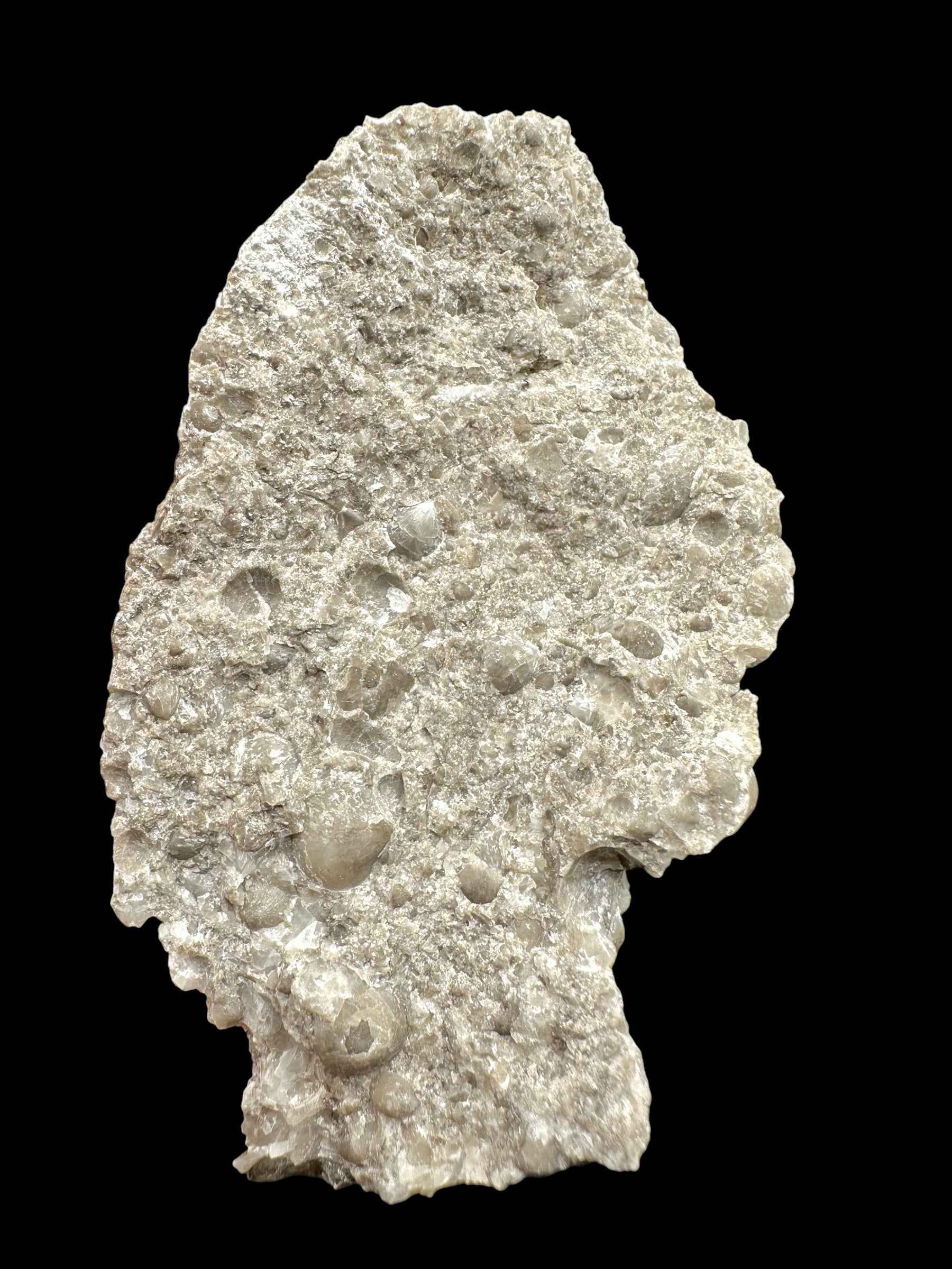 Brachiopoda Atrypoidea linguata – Kosov Quarry, Czech Republic - RM009