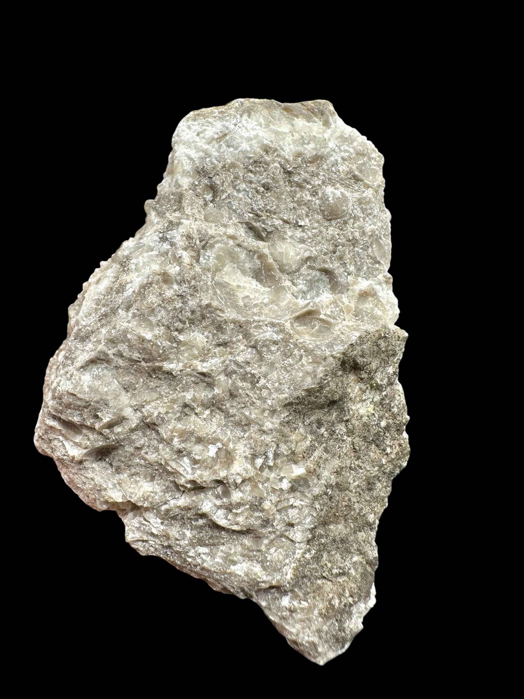 Brachiopoda Atrypoidea linguata – Kosov Quarry, Czech Republic - RM010