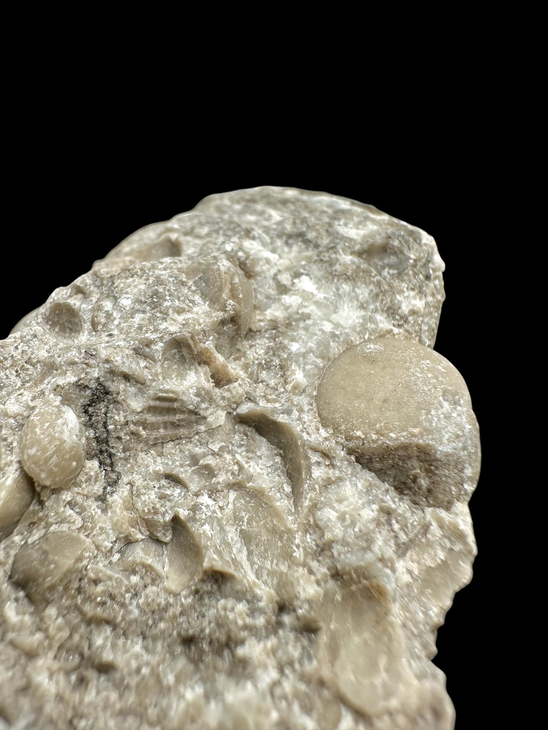 Brachiopoda Atrypoidea linguata – Kosov Quarry, Czech Republic - RM010