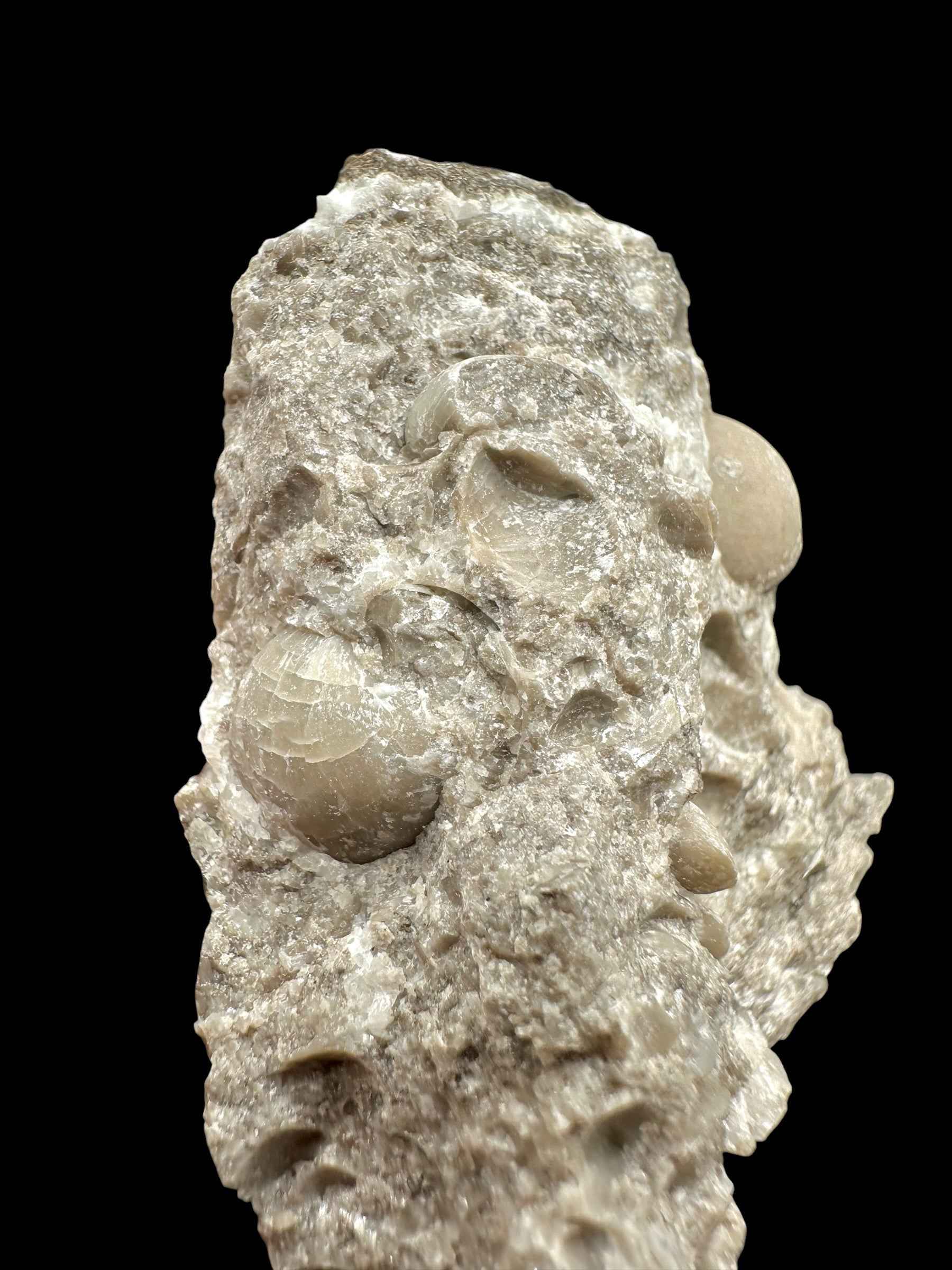 Brachiopoda Atrypoidea linguata – Kosov Quarry, Czech Republic - RM010
