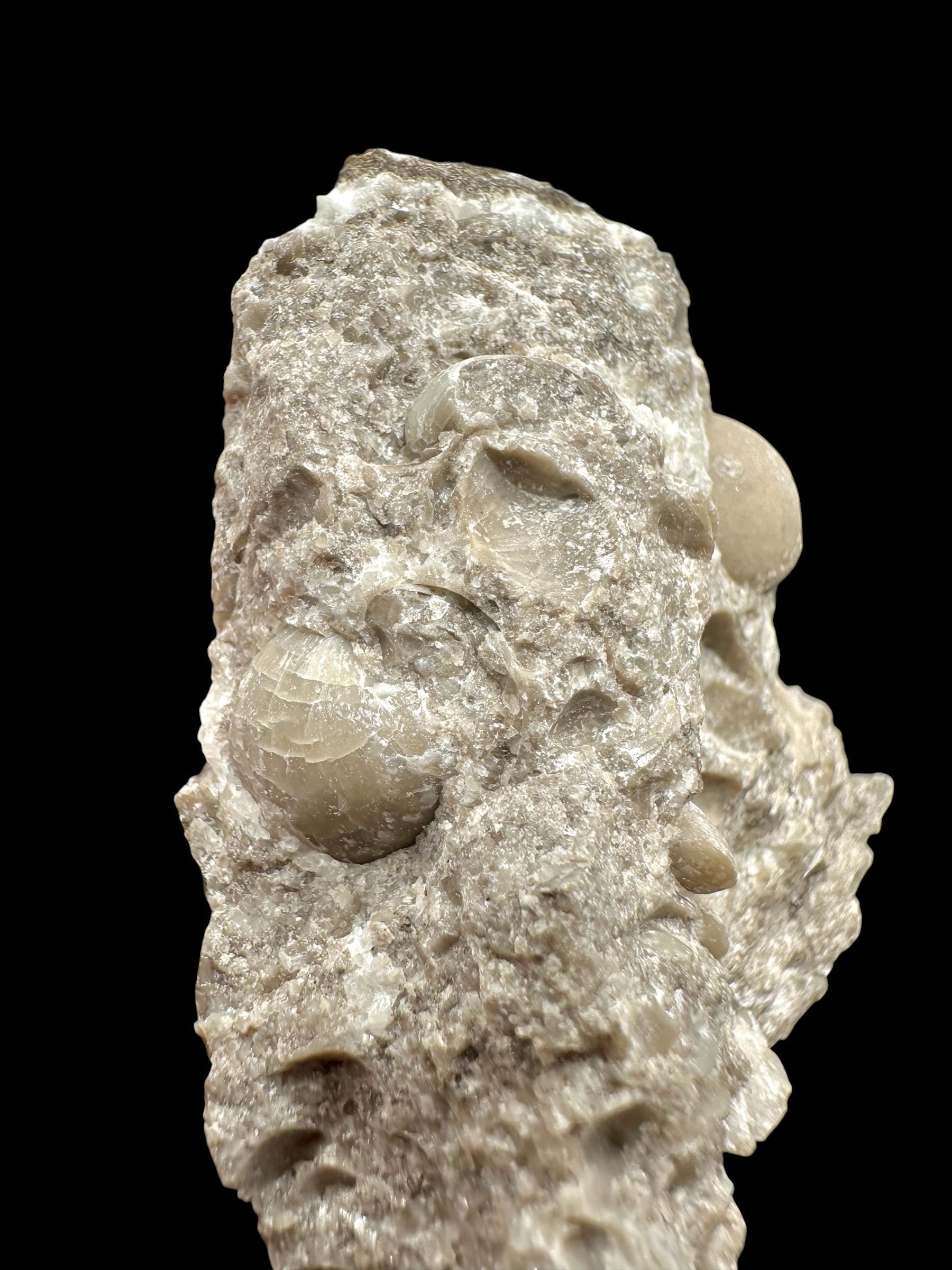 Brachiopoda Atrypoidea linguata – Kosov Quarry, Czech Republic - RM010
