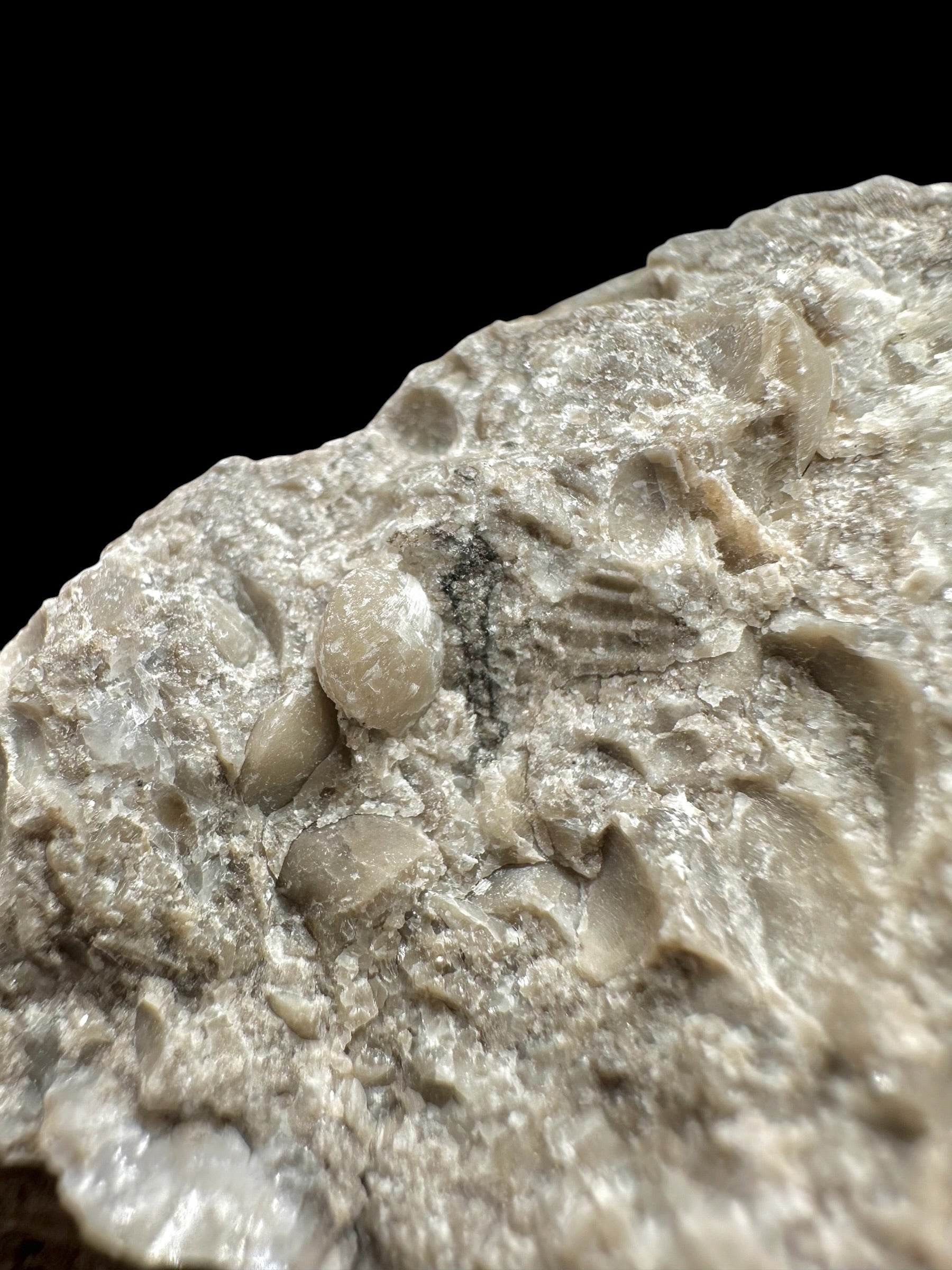 Brachiopoda Atrypoidea linguata – Kosov Quarry, Czech Republic - RM010