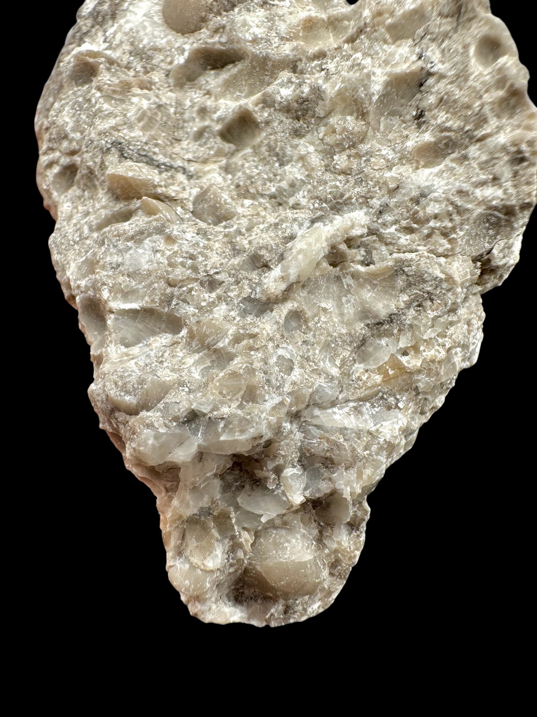 Brachiopoda Atrypoidea linguata – Kosov Quarry, Czech Republic - RM010