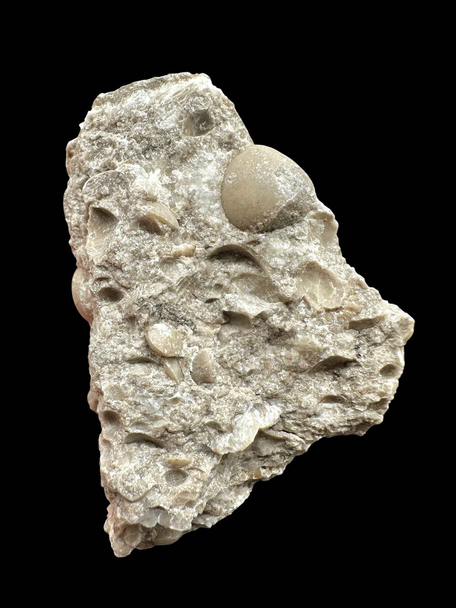 Brachiopoda Atrypoidea linguata – Kosov Quarry, Czech Republic - RM010