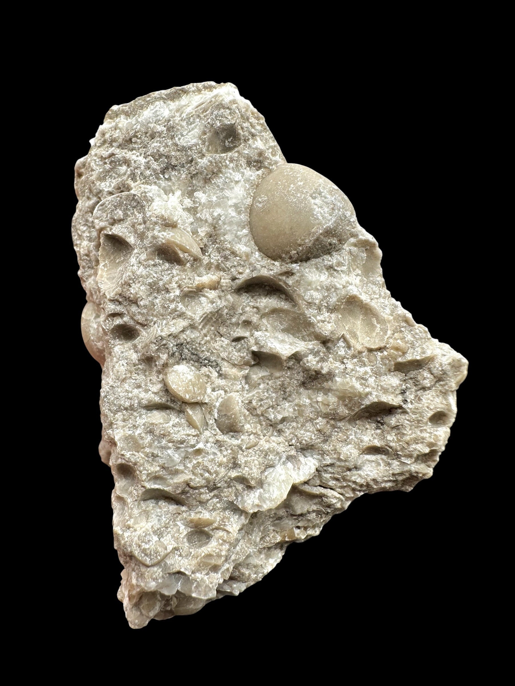 Brachiopoda Atrypoidea linguata – Kosov Quarry, Czech Republic