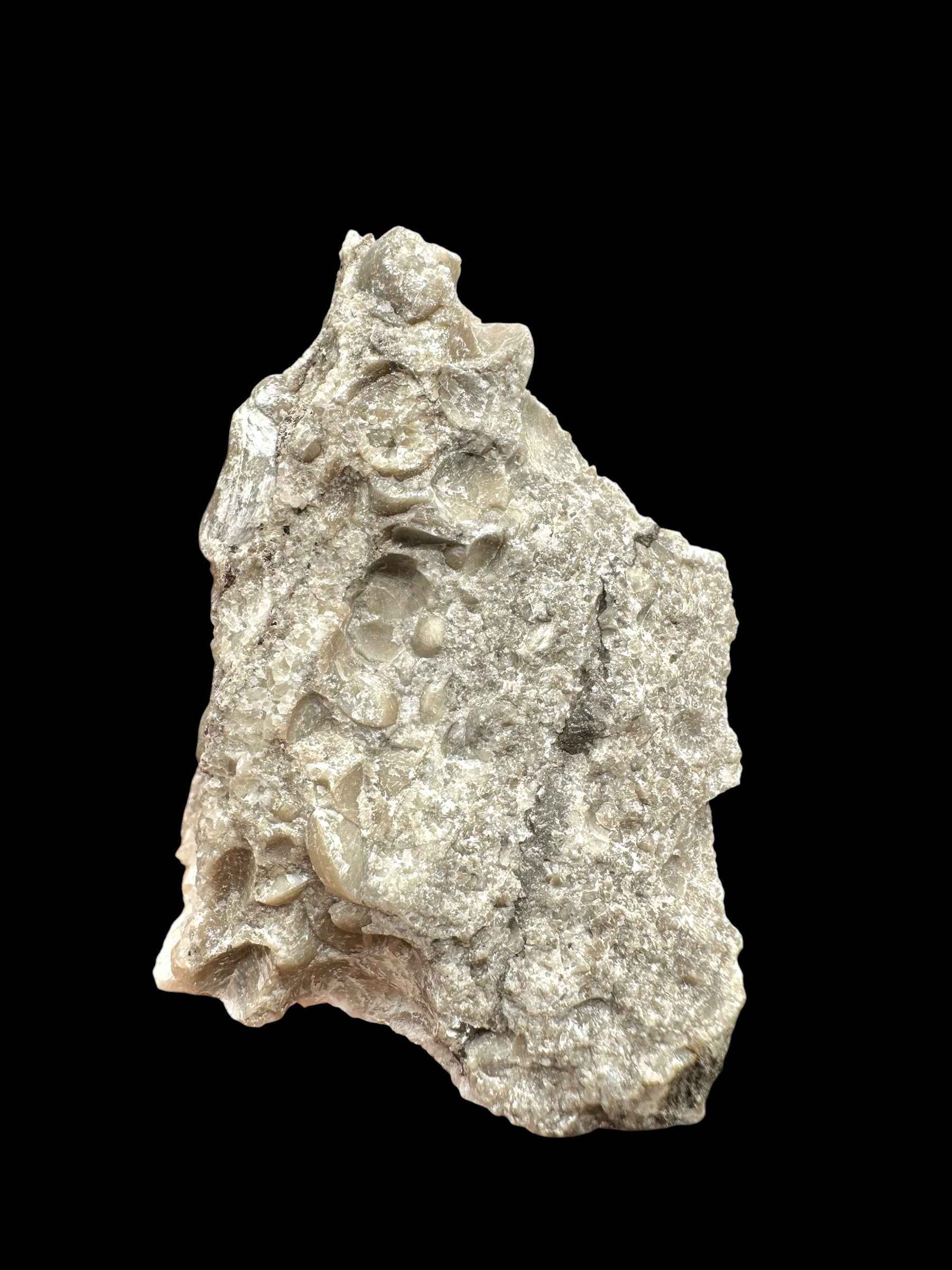 Brachiopoda Hircinisca megaera – Kosov Quarry, Czech Republic - RM011