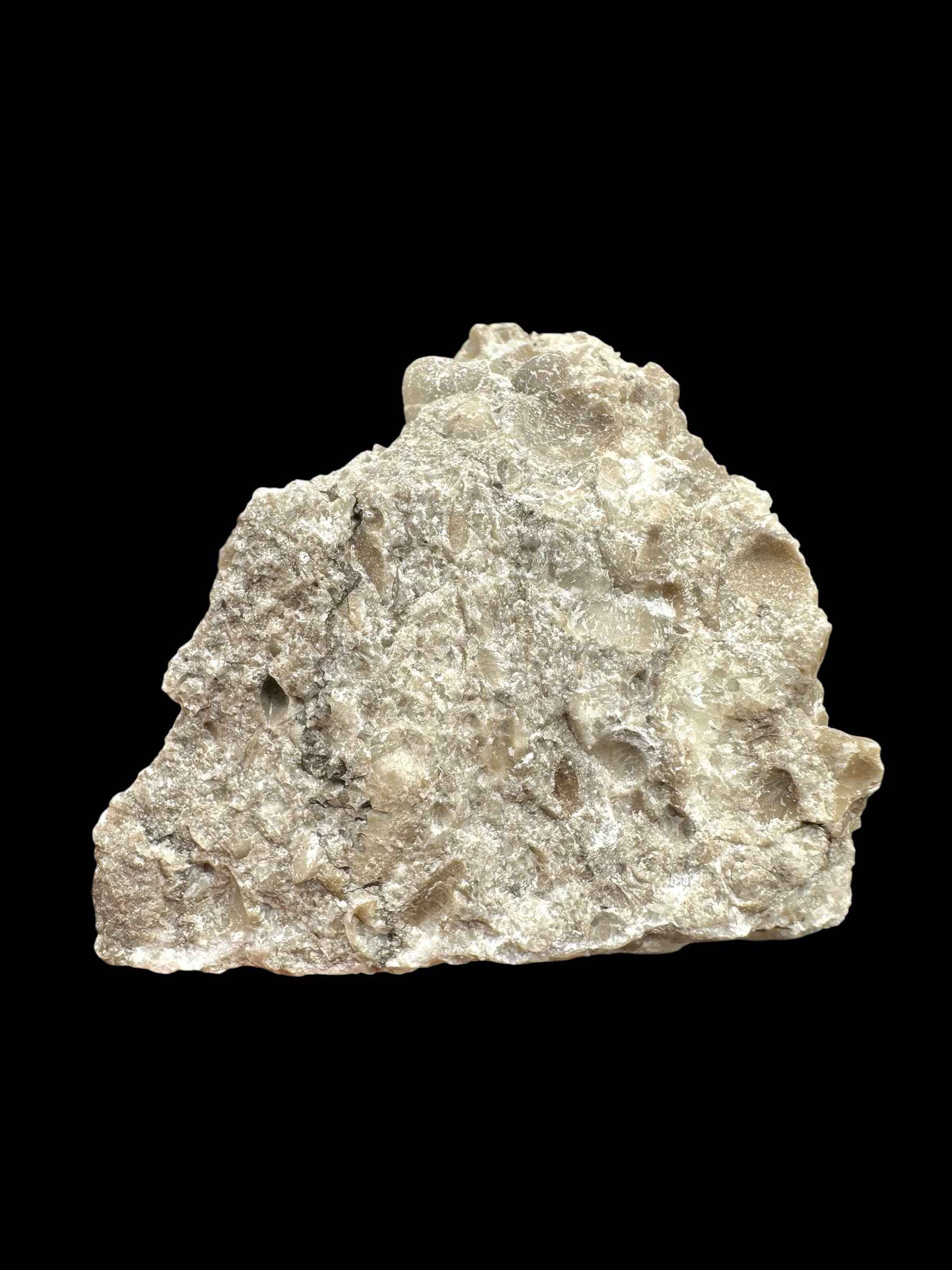 Brachiopoda Hircinisca megaera – Kosov Quarry, Czech Republic - RM011