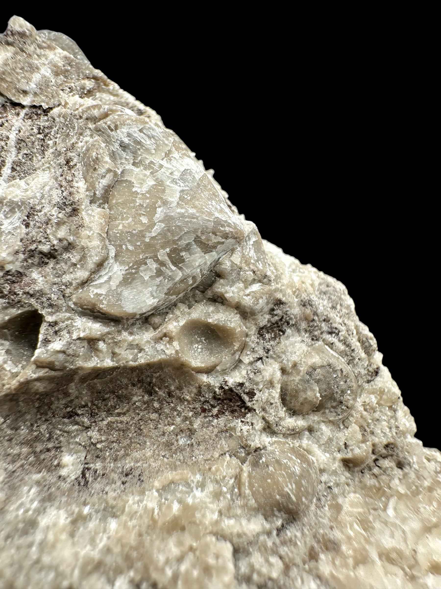 Brachiopoda Hircinisca megaera – Kosov Quarry, Czech Republic - RM011