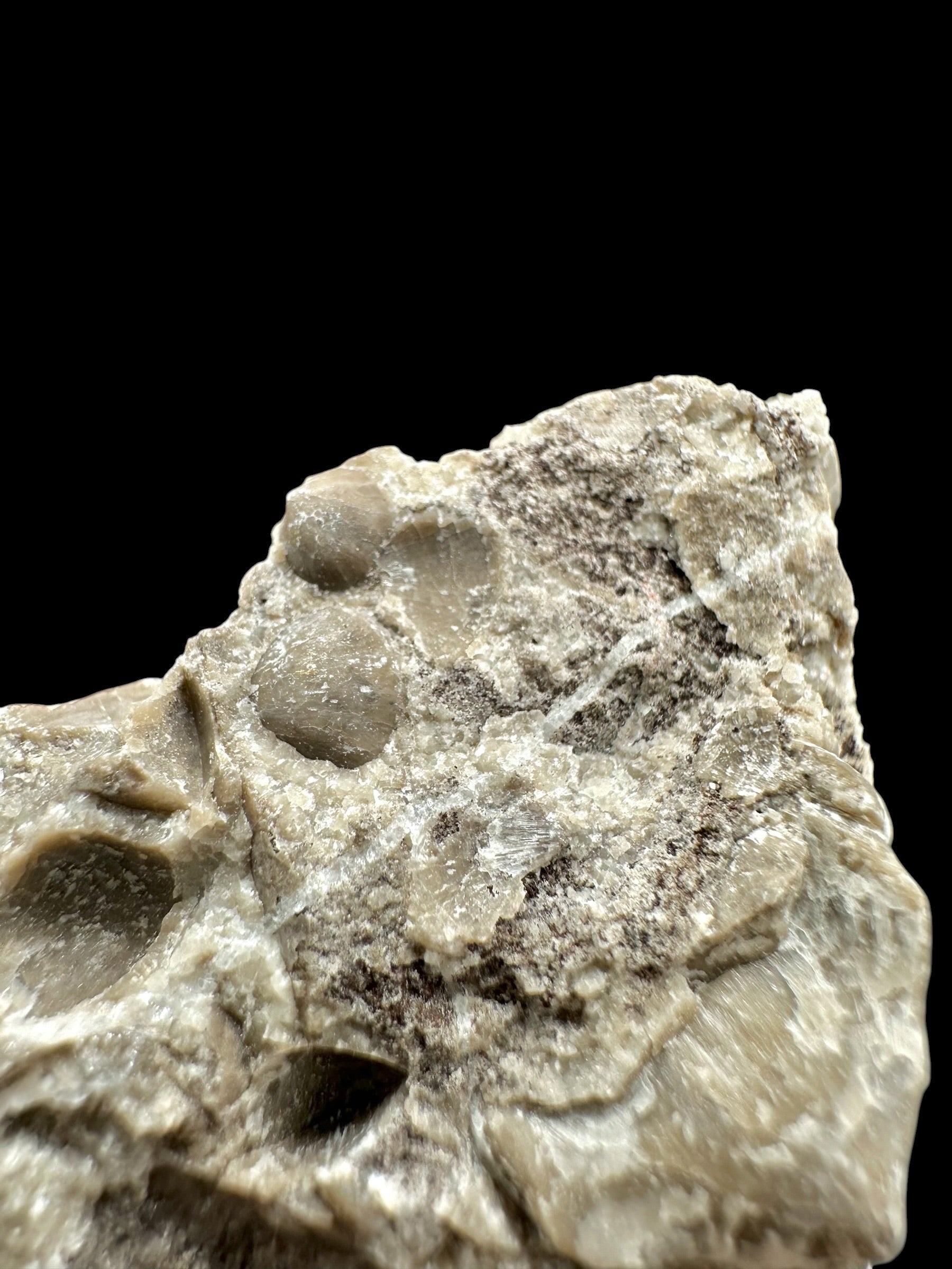 Brachiopoda Hircinisca megaera – Kosov Quarry, Czech Republic - RM011