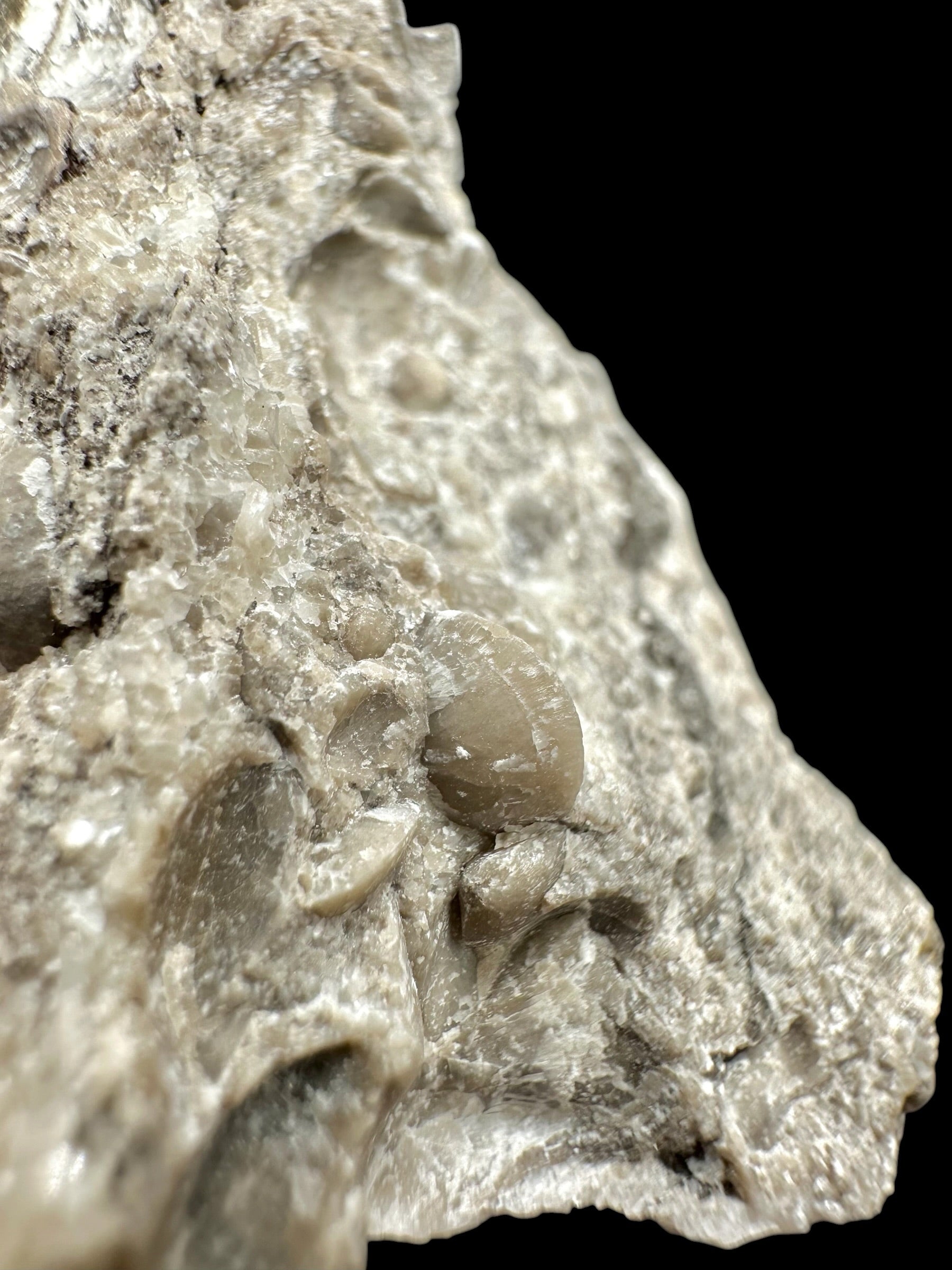 Brachiopoda Hircinisca megaera – Kosov Quarry, Czech Republic - RM011