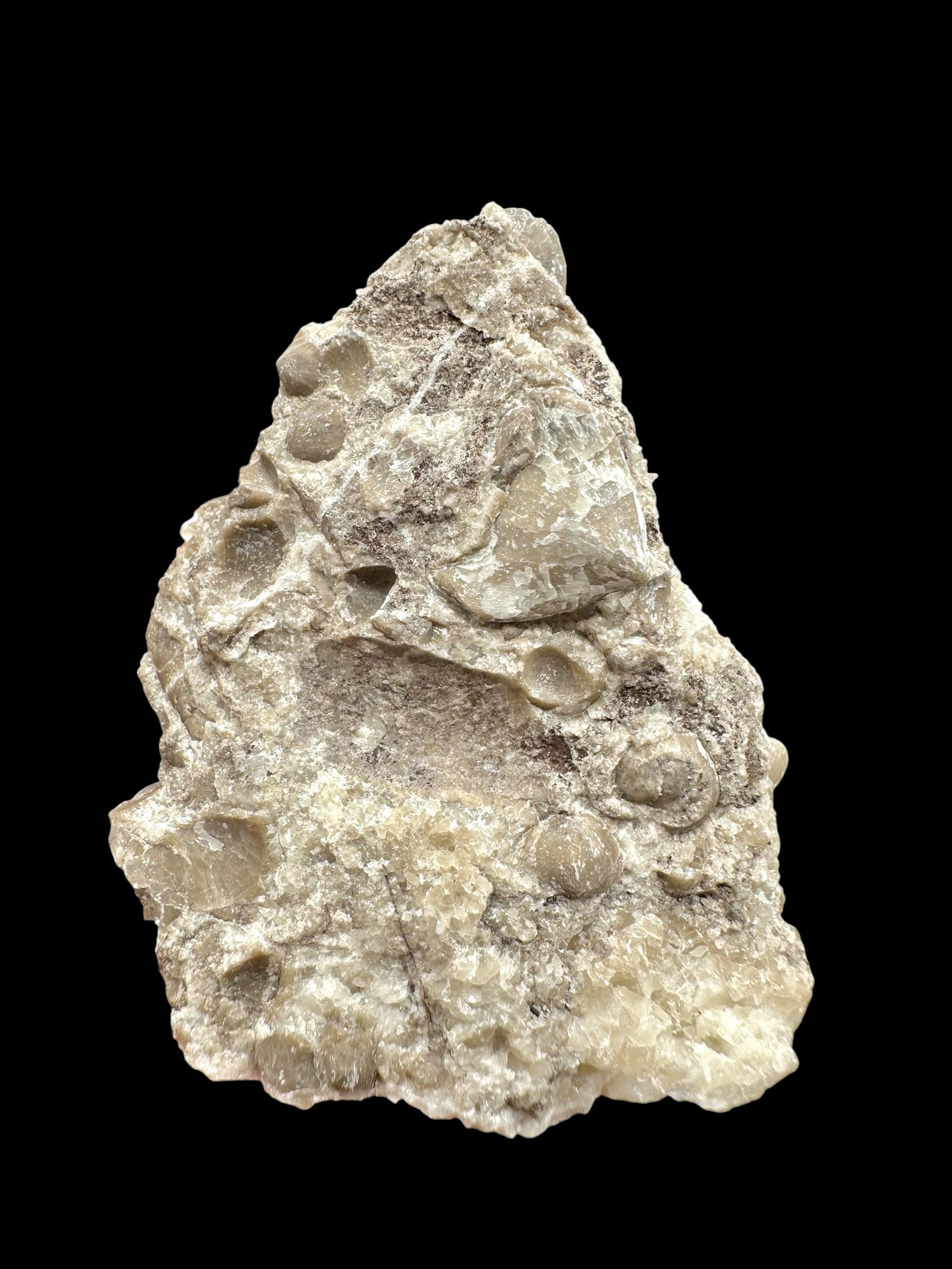 Brachiopoda Hircinisca megaera – Kosov Quarry, Czech Republic