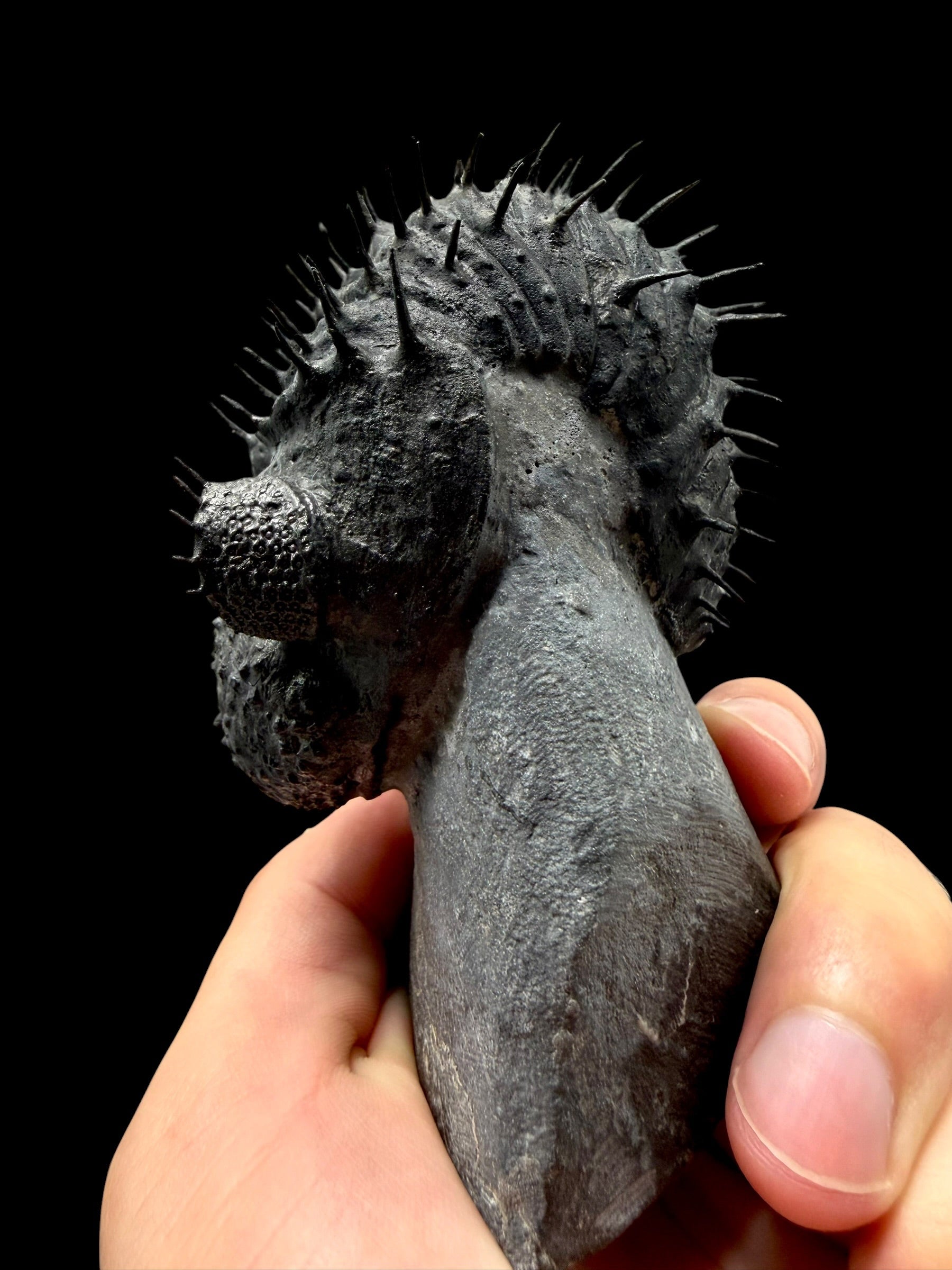 Trilobite Drotops Armatus – Maader, Morocco - TRD01