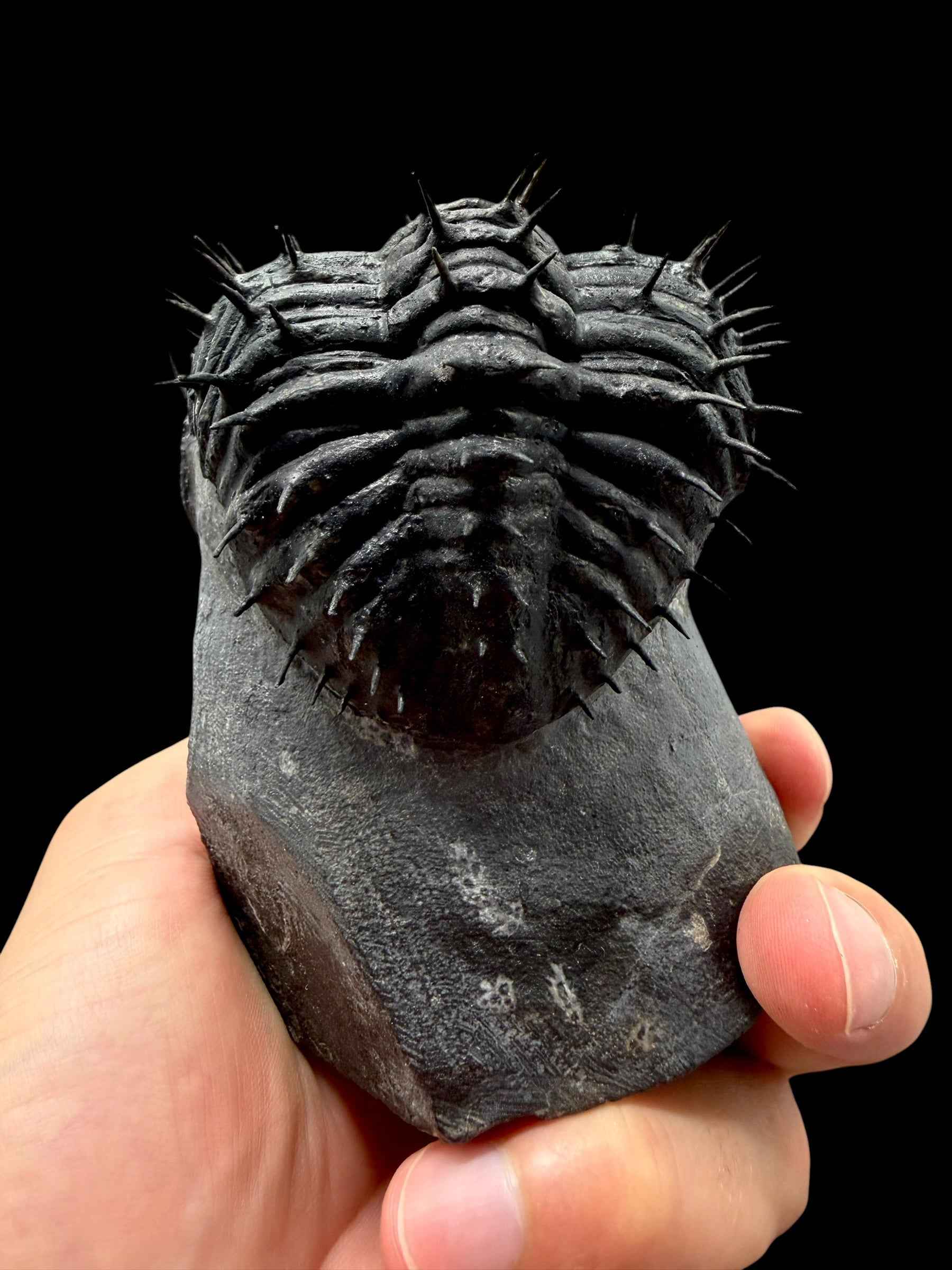 Trilobite Drotops Armatus – Maader, Morocco - TRD01