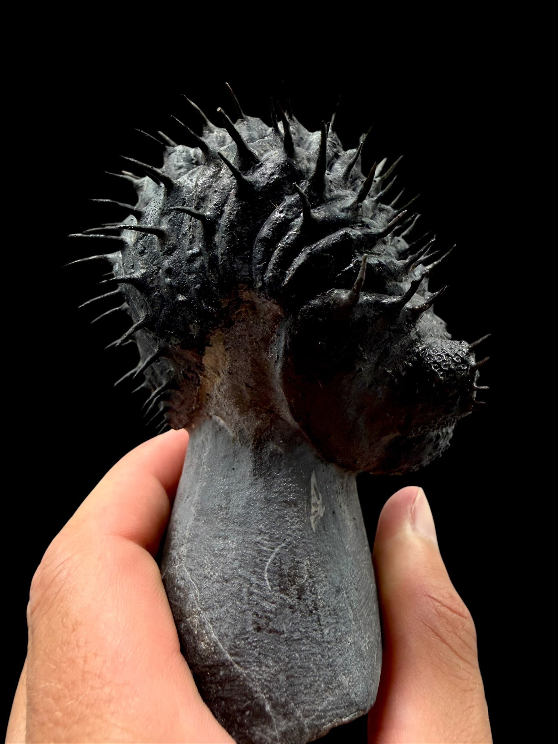 Trilobite Drotops Armatus – Maader, Morocco - TRD01