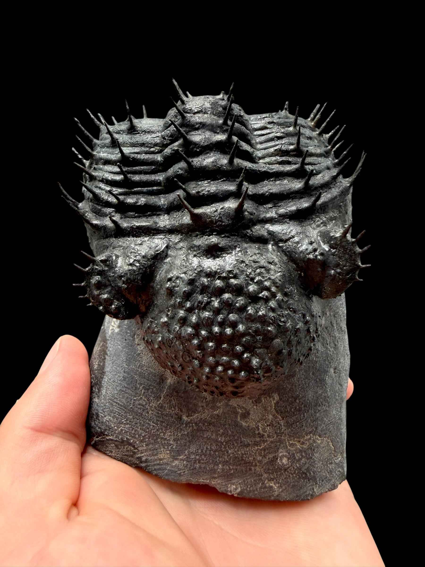 Trilobite Drotops Armatus – Maader, Morocco - TRD01