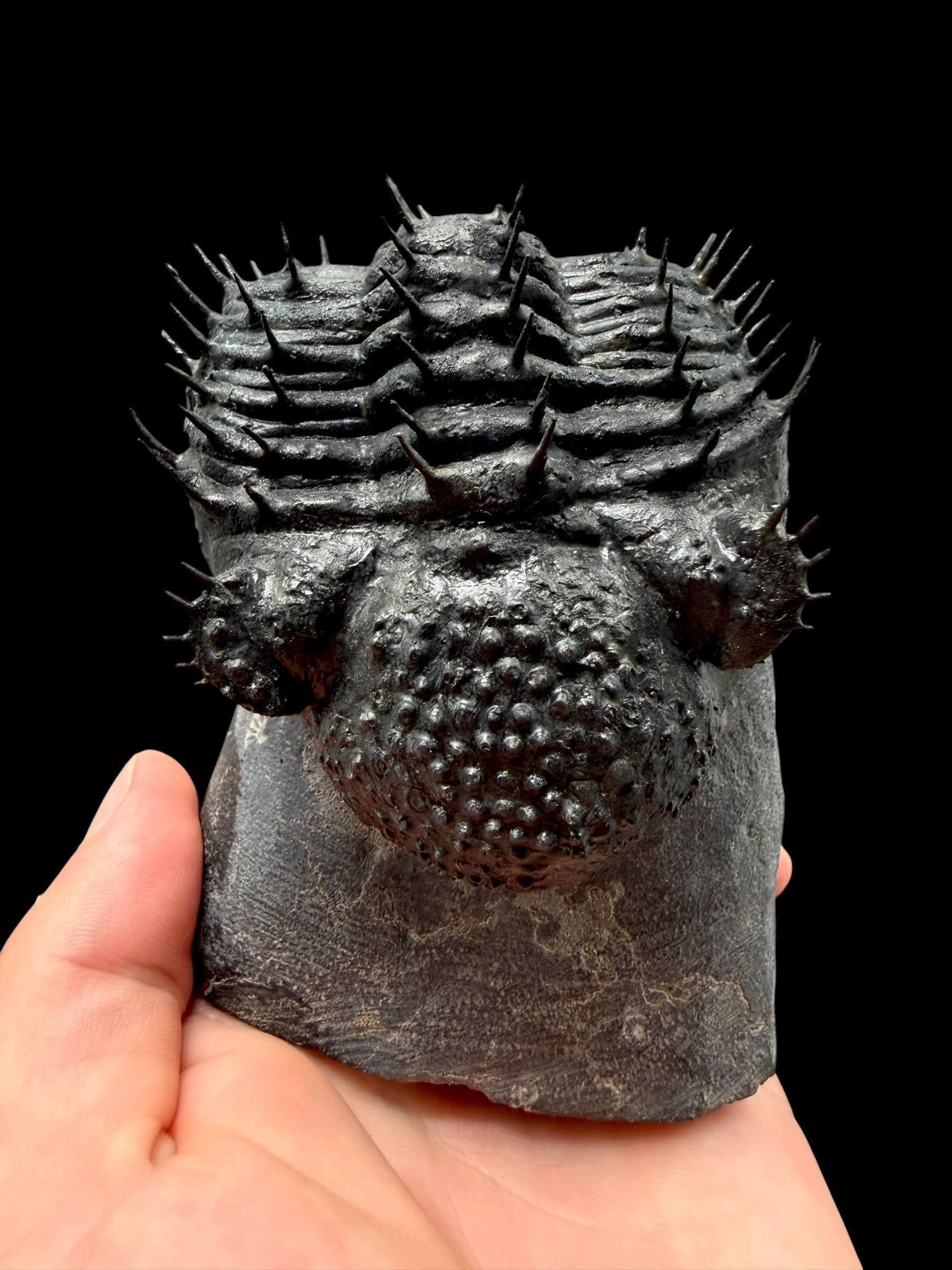 Trilobite Drotops Armatus – Maader, Morocco