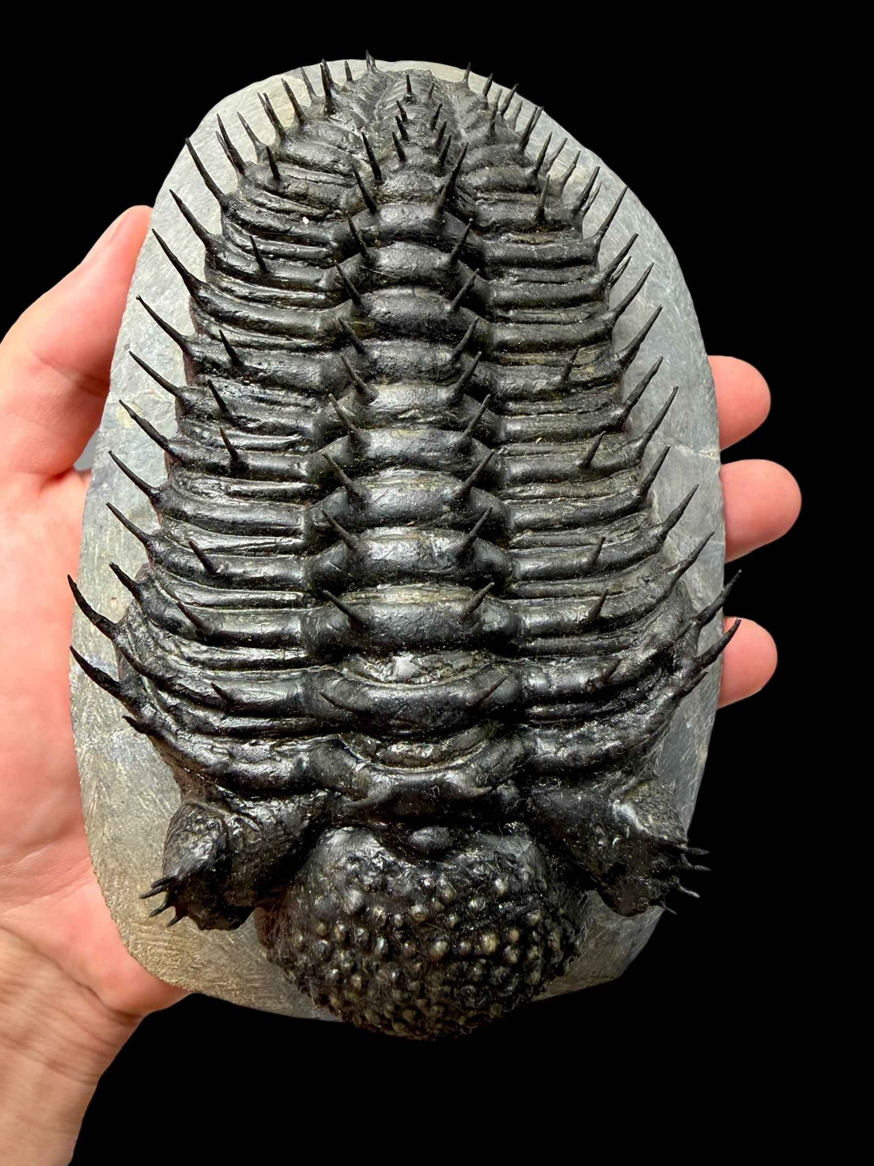 Trilobite Drotops Armatus – Maader, Morocco - TRD02