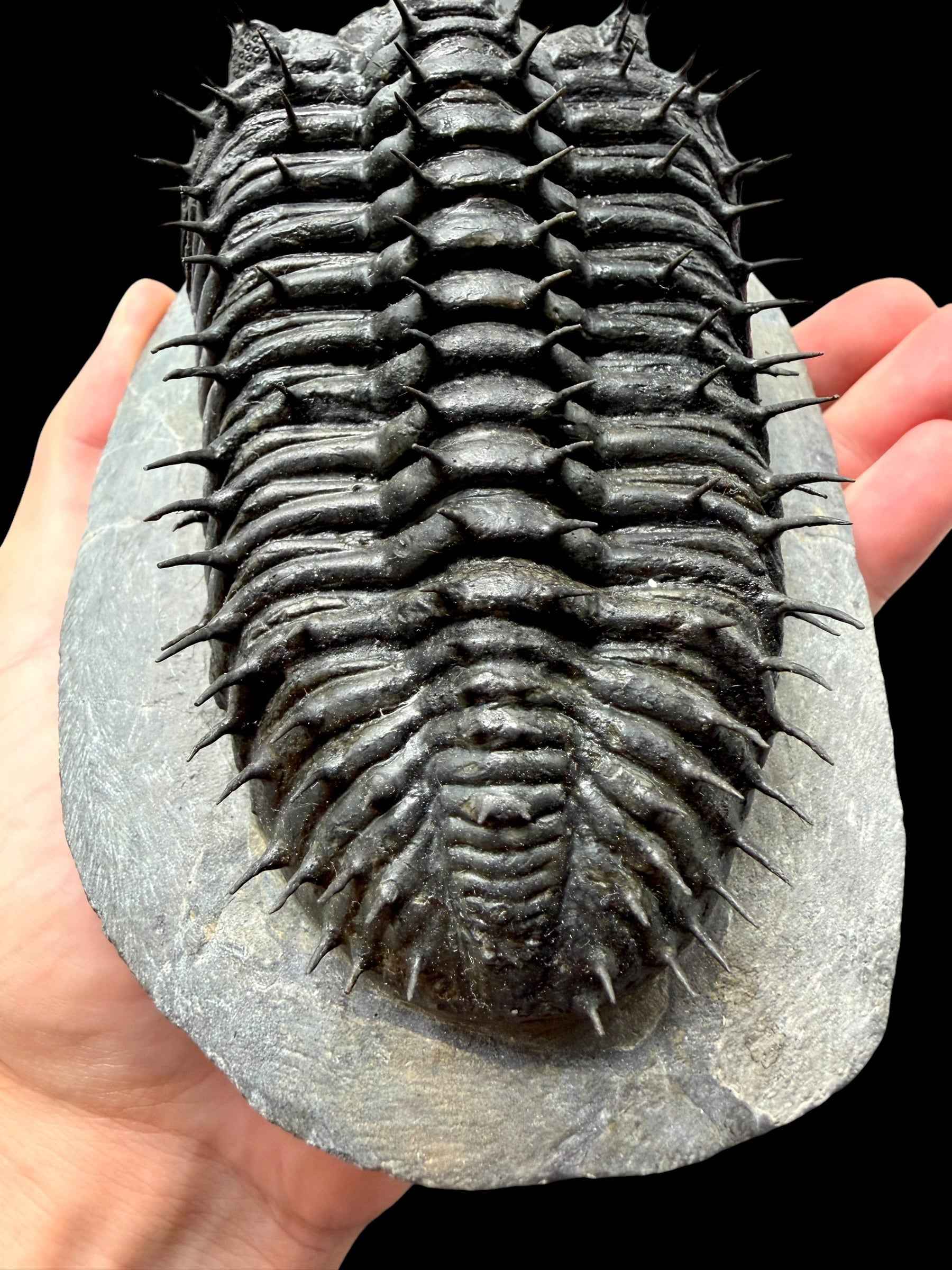Trilobite Drotops Armatus – Maader, Morocco - TRD02