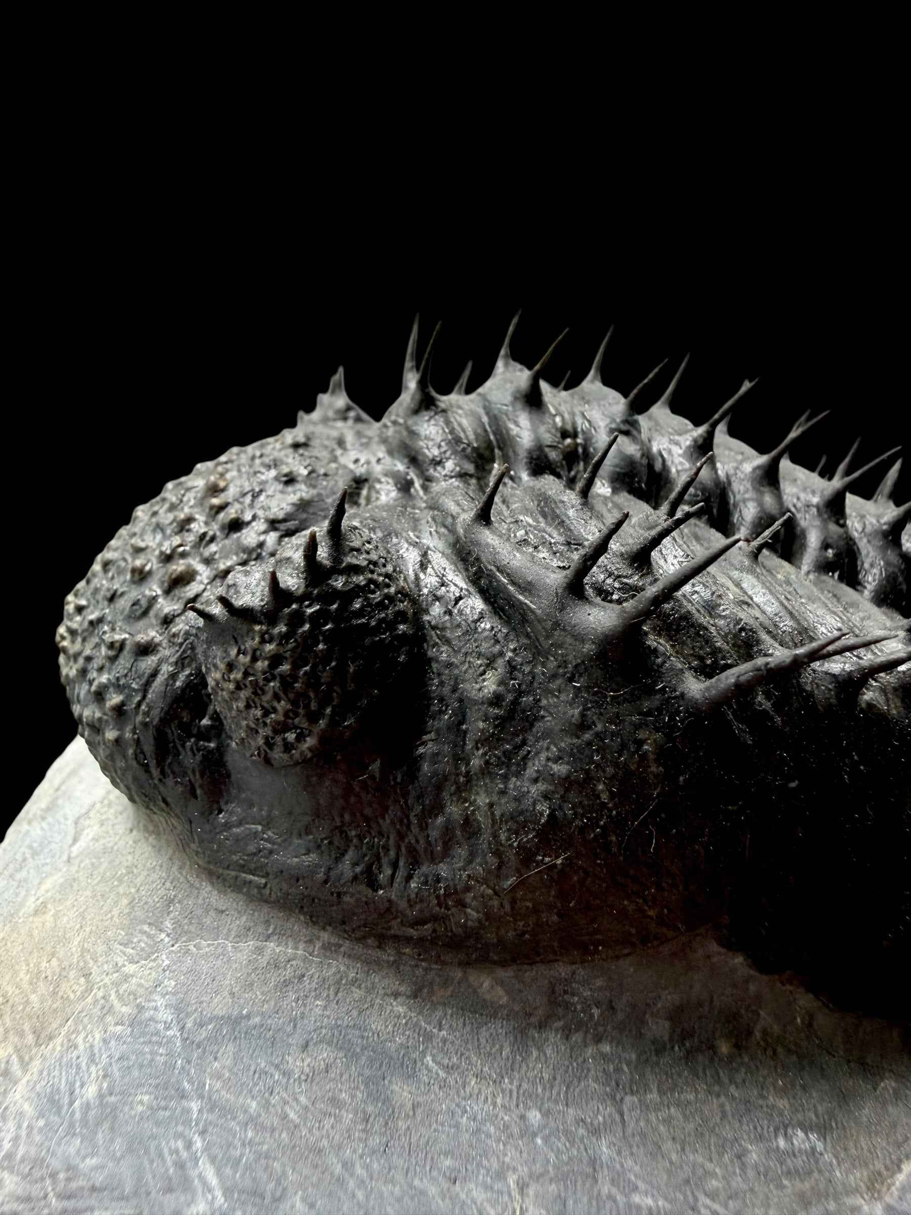 Trilobite Drotops Armatus – Maader, Morocco - TRD02