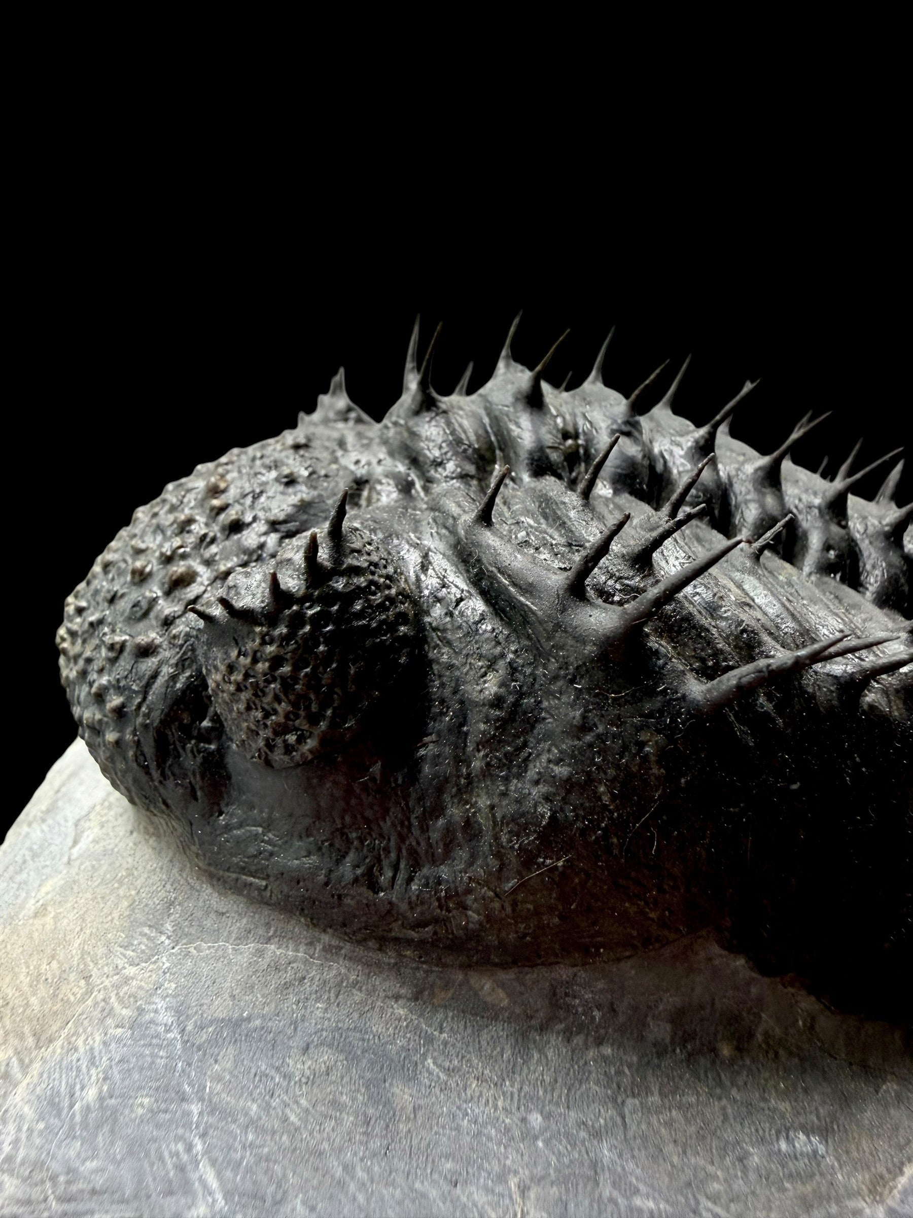 Trilobite Drotops Armatus – Maader, Morocco - TRD02