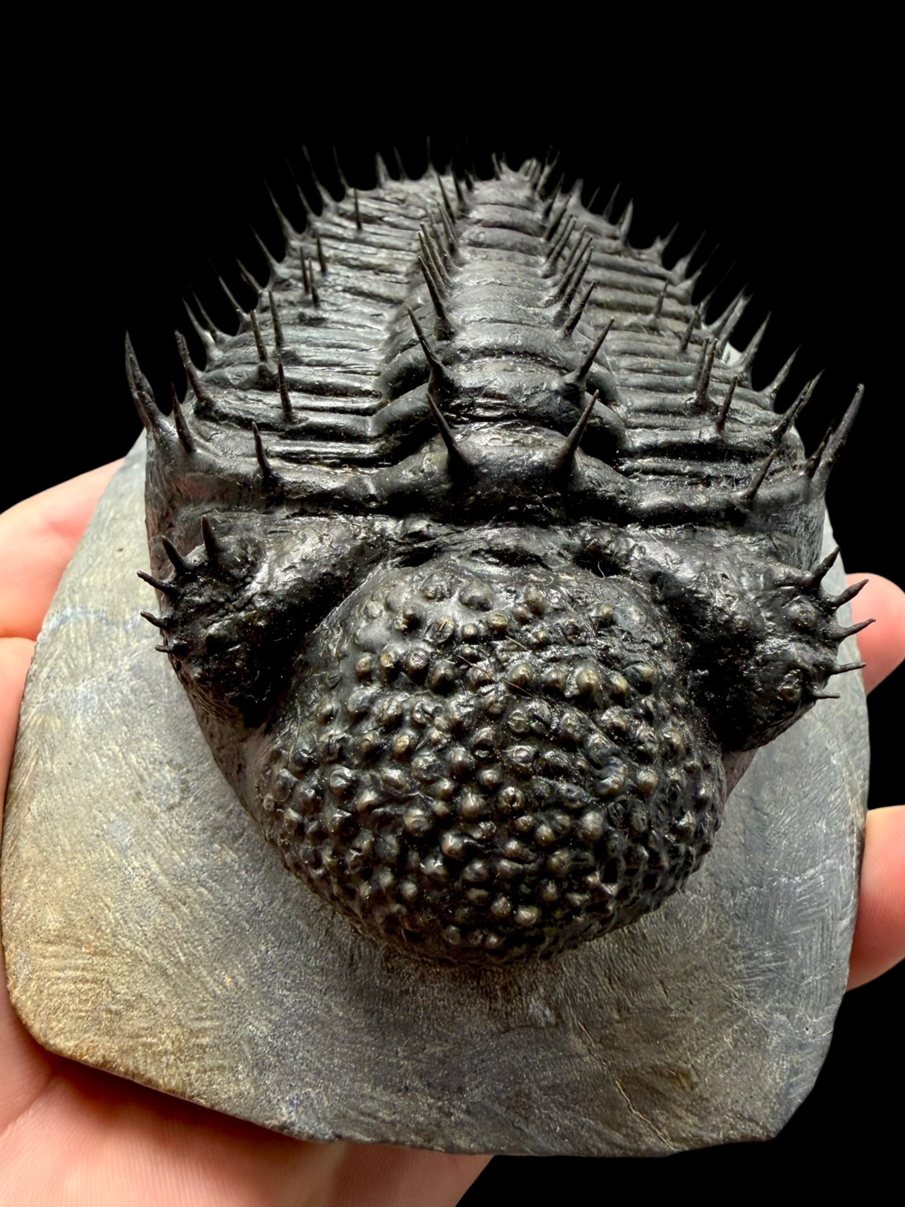 Trilobite Drotops Armatus – Maader, Morocco - TRD02