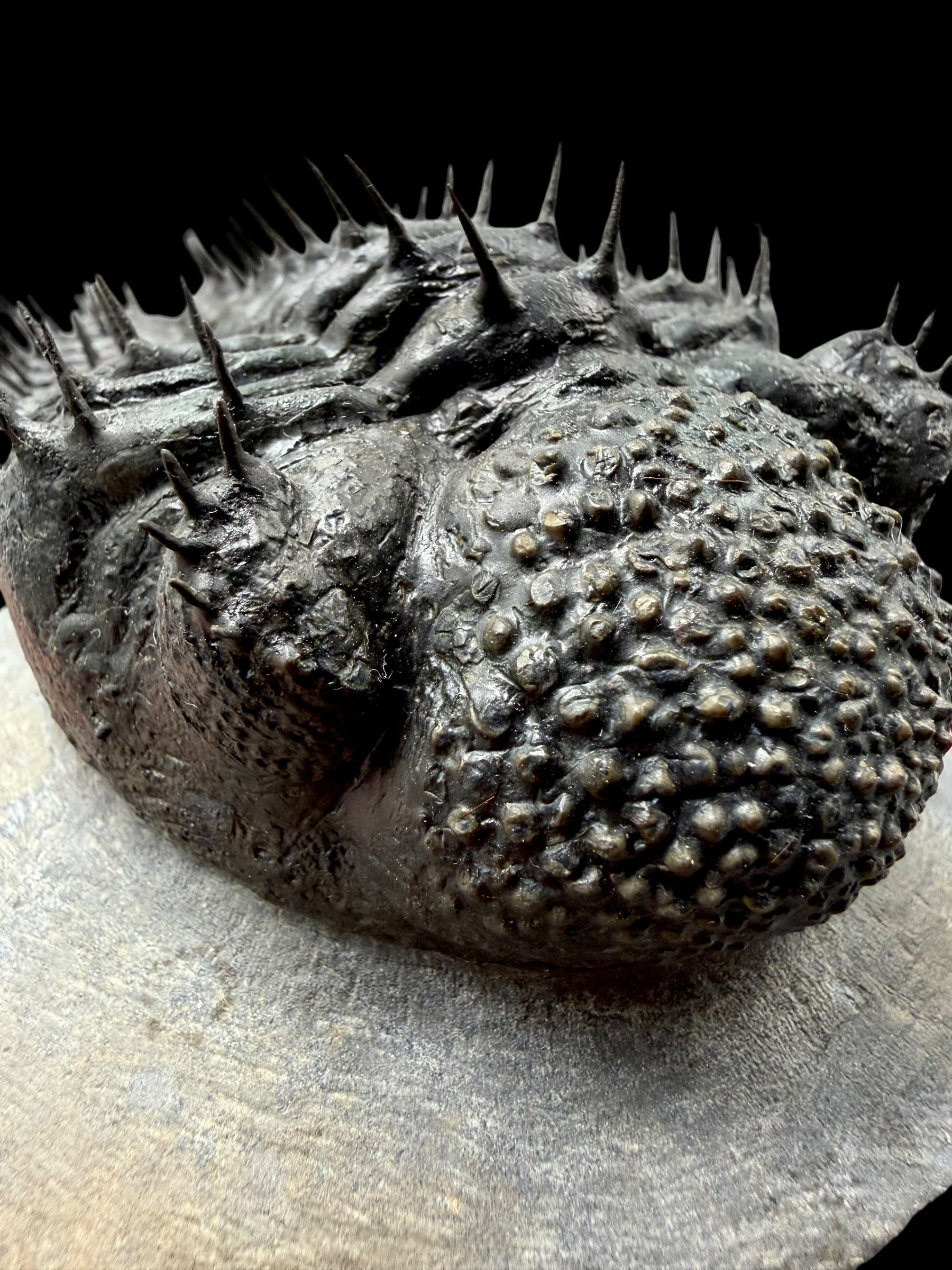 Trilobite Drotops Armatus – Maader, Morocco - TRD02
