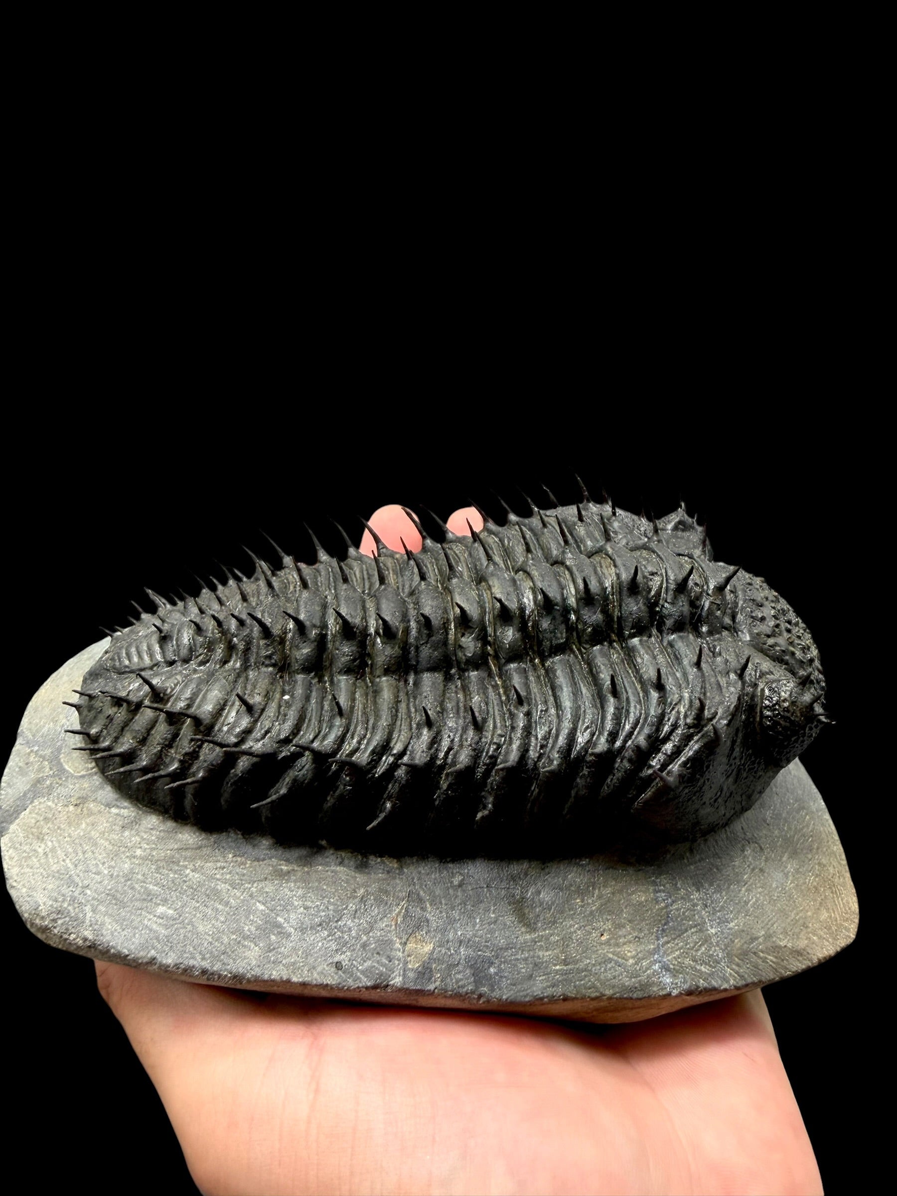 Trilobite Drotops Armatus – Maader, Morocco - TRD02