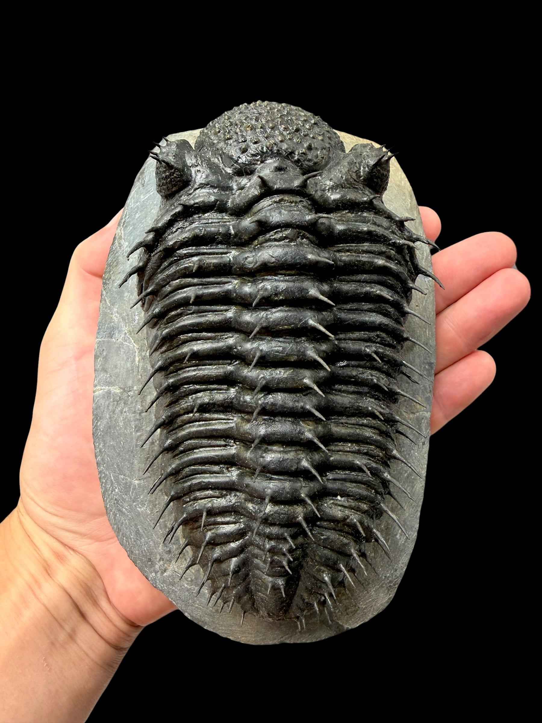 Trilobite Drotops Armatus – Maader, Morocco - TRD02