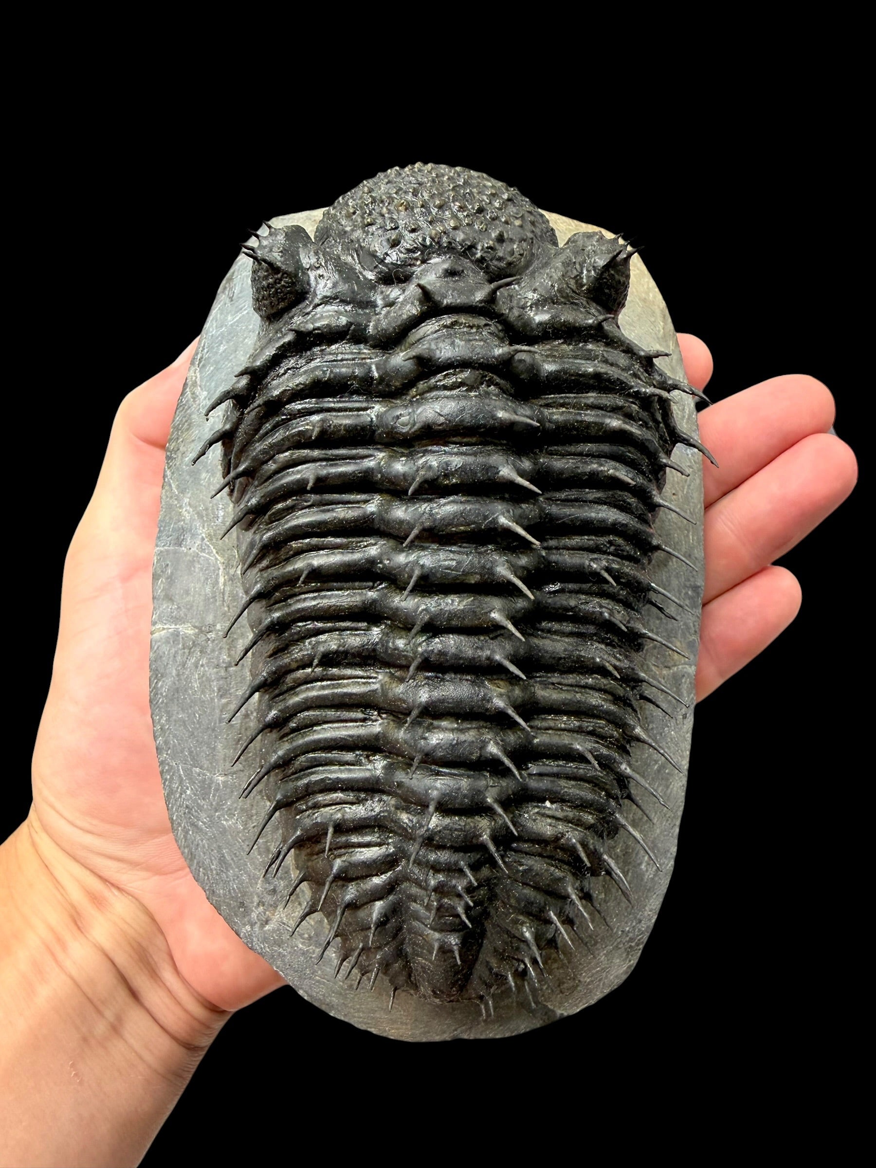 Trilobite Drotops Armatus – Maader, Morocco