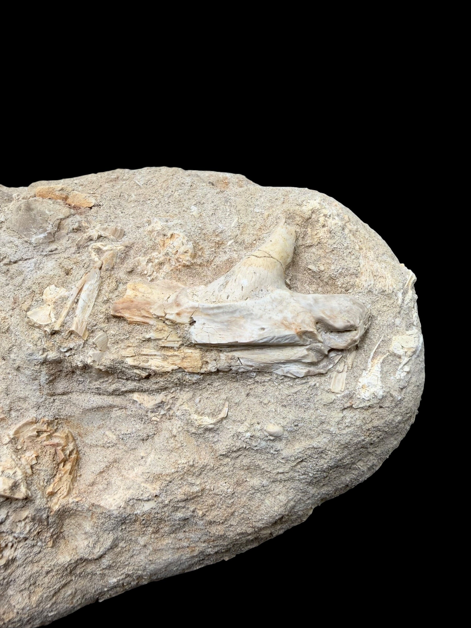 Jaw with Teeth of the Fish Enchodus lybicus – Morocco - TOP02