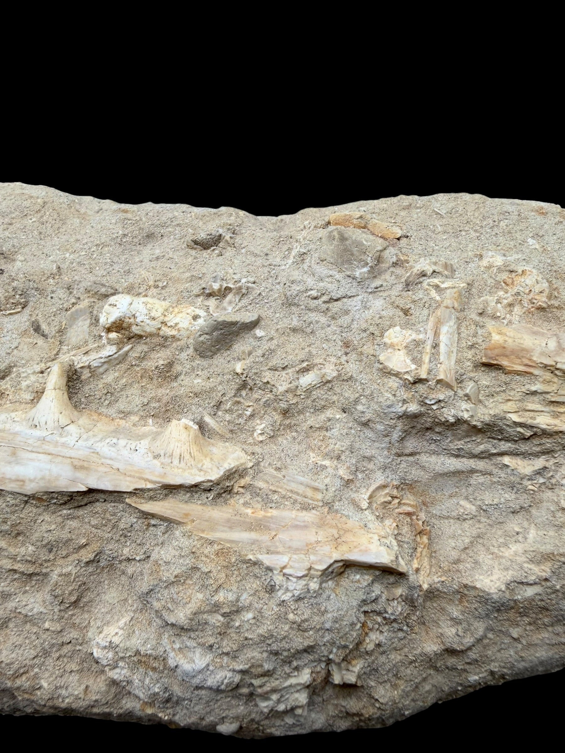 Jaw with Teeth of the Fish Enchodus lybicus – Morocco - TOP02