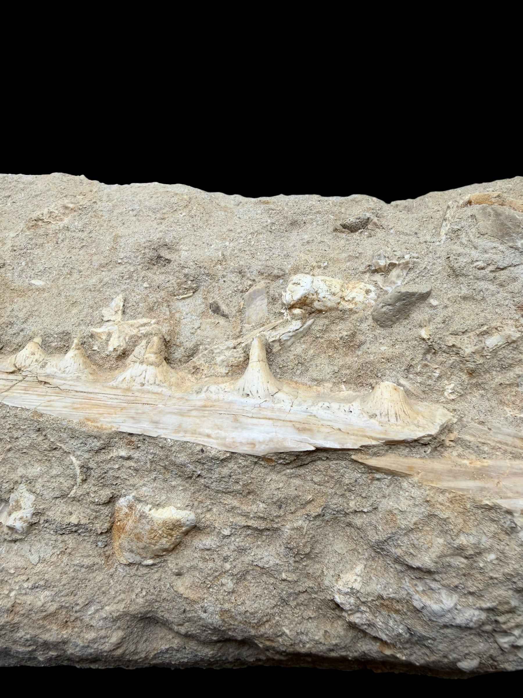 Jaw with Teeth of the Fish Enchodus lybicus – Morocco - TOP02