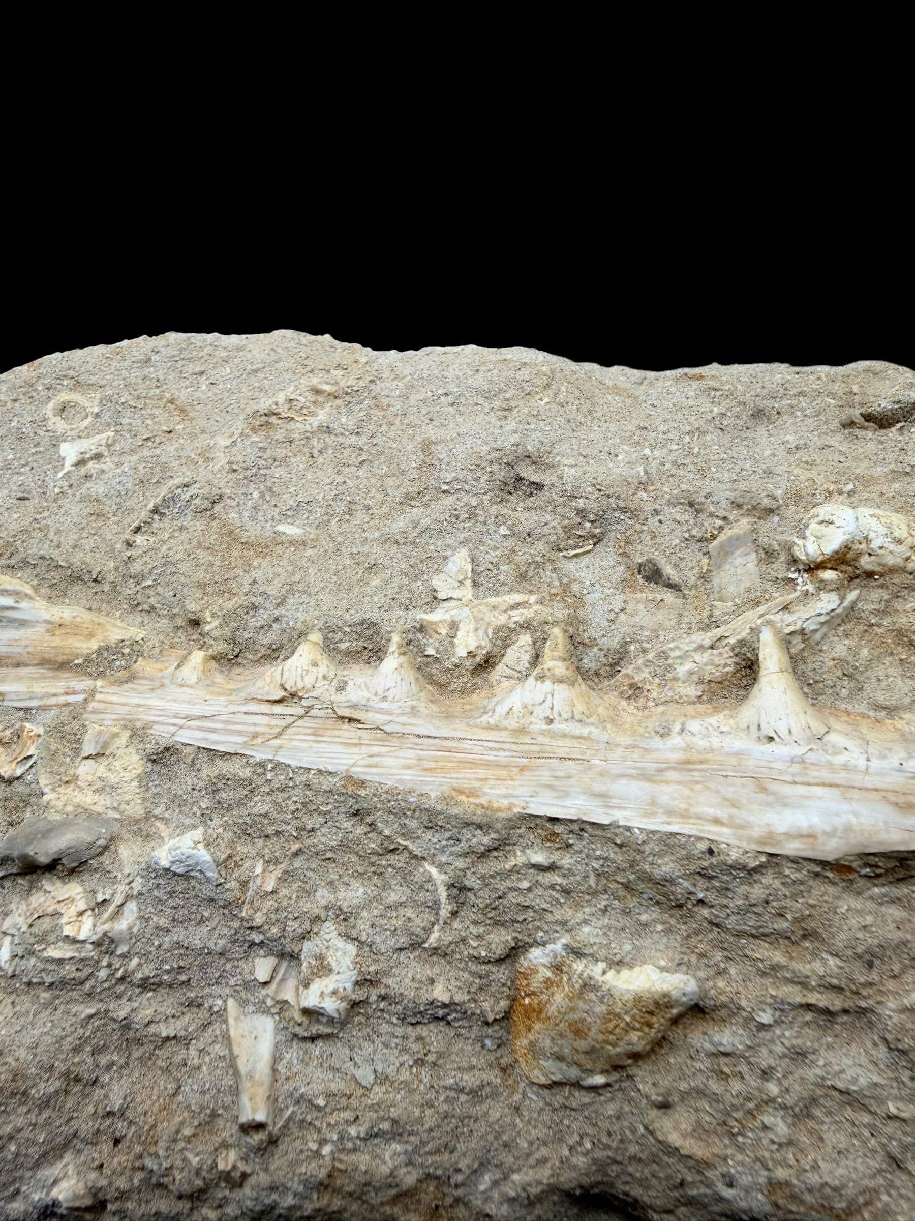 Jaw with Teeth of the Fish Enchodus lybicus – Morocco - TOP02