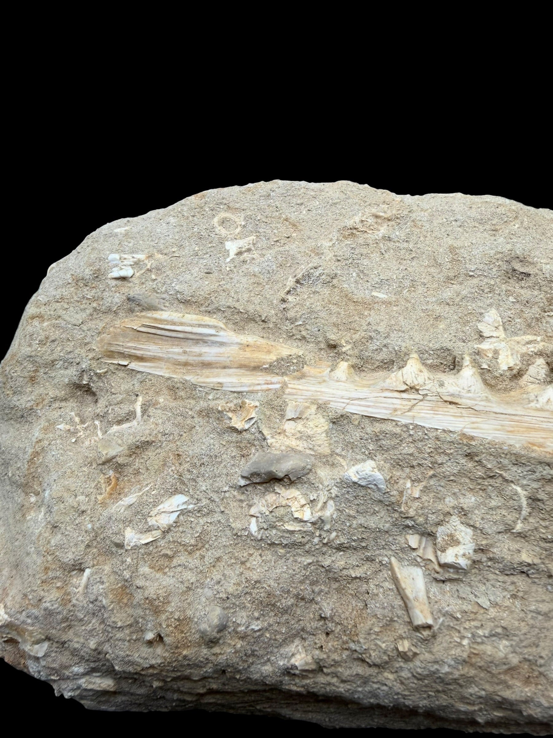 Jaw with Teeth of the Fish Enchodus lybicus – Morocco - TOP02