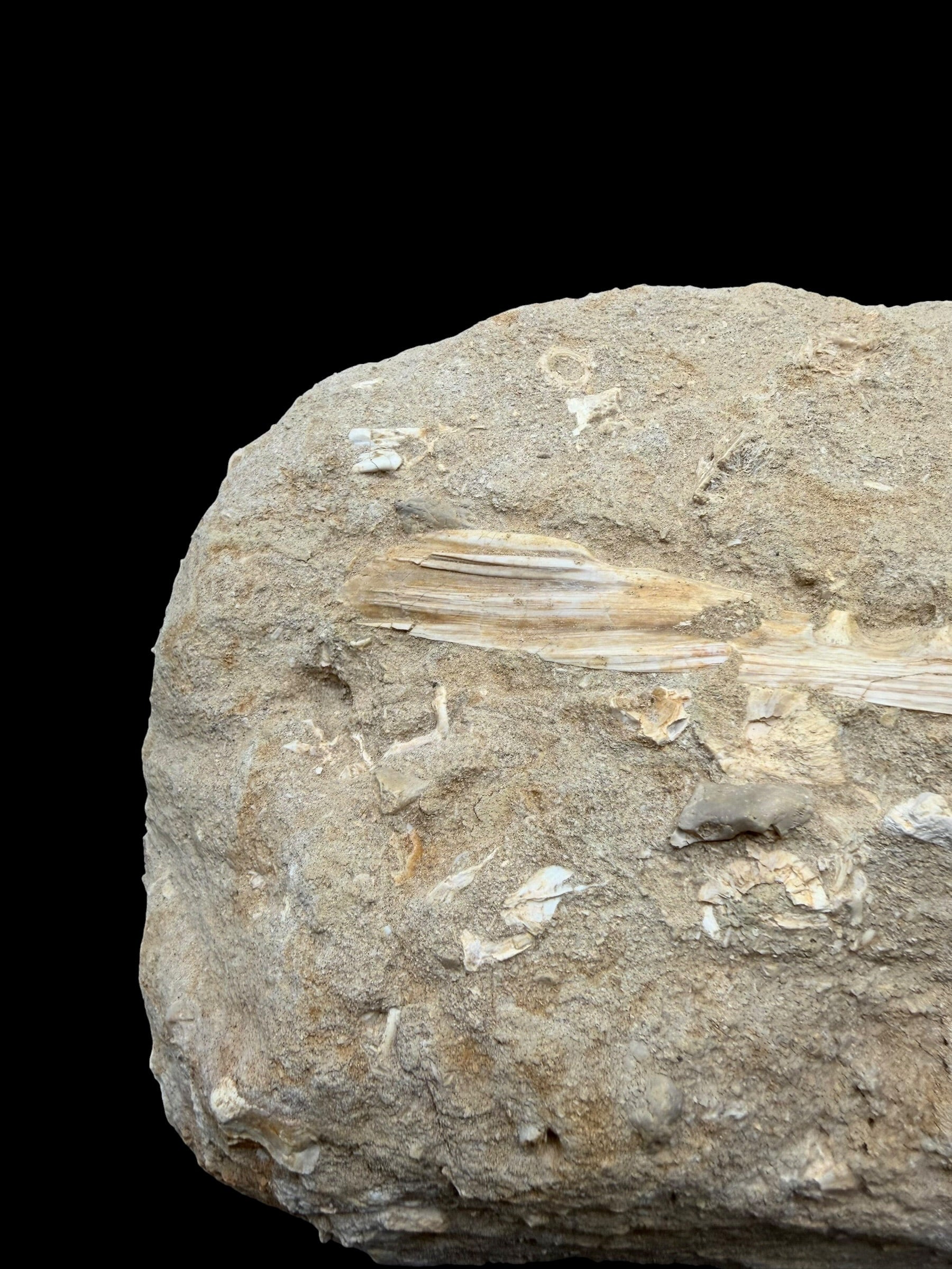 Jaw with Teeth of the Fish Enchodus lybicus – Morocco - TOP02