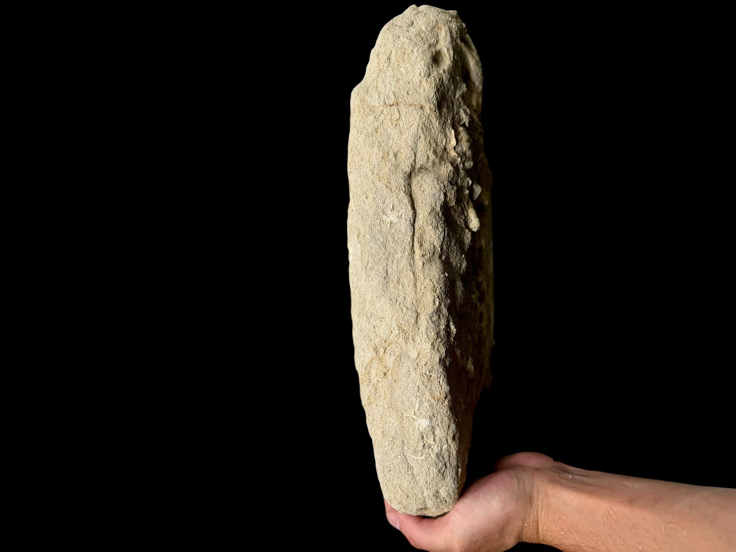 Jaw with Teeth of the Fish Enchodus lybicus – Morocco - TOP02